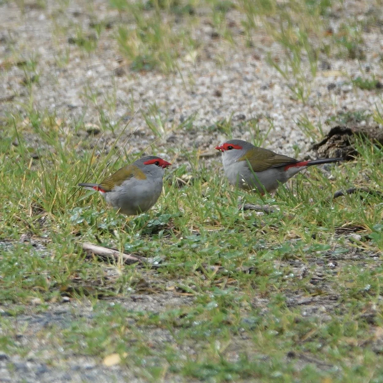Red-browed finches on the road to the inlet