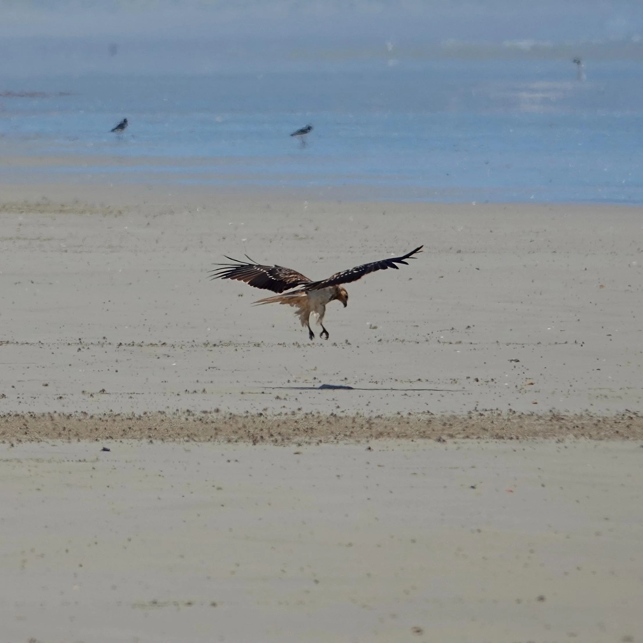 Whistling Kite