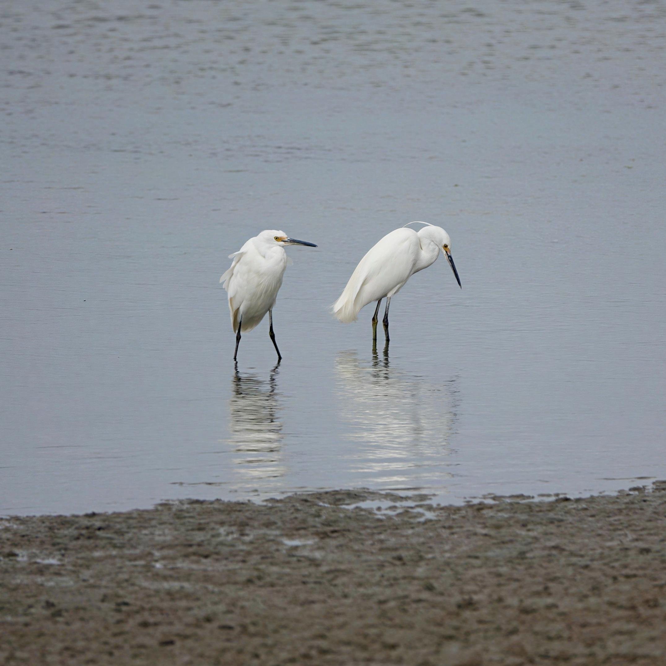 Little egrets in breeding plumage at Shallow Inlet
