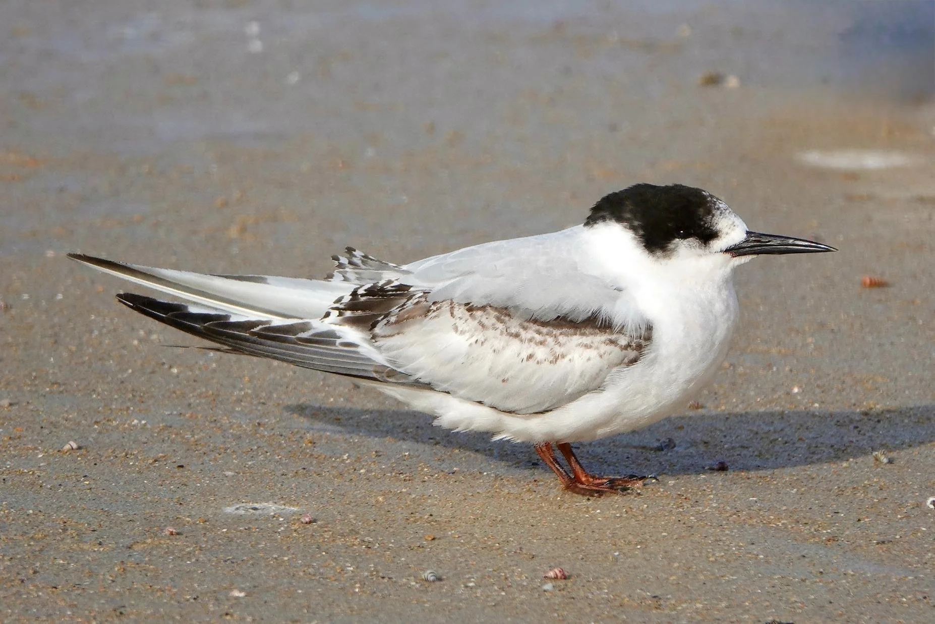 White-fronted Tern