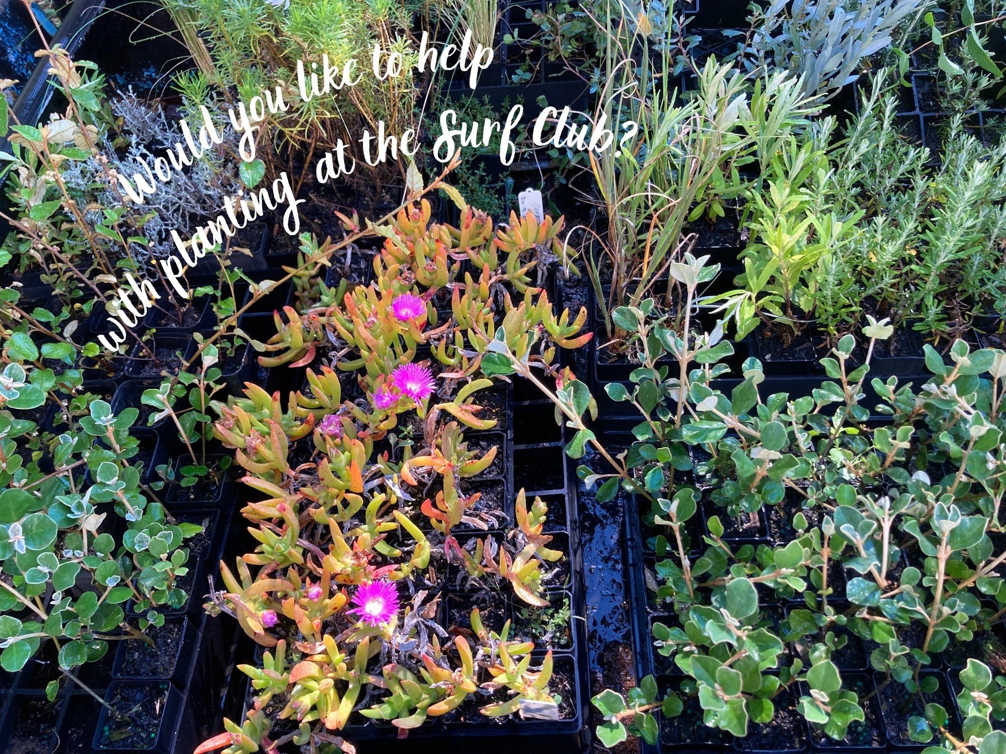 Looking for folk who have an hour or so free for a planting activity at the WBSLSC in Sandy Point on Monday 26 October 

This planting is to replace the gazanias weeded from the site in the Plant Me Instead SPCG project which seeks to replace environ