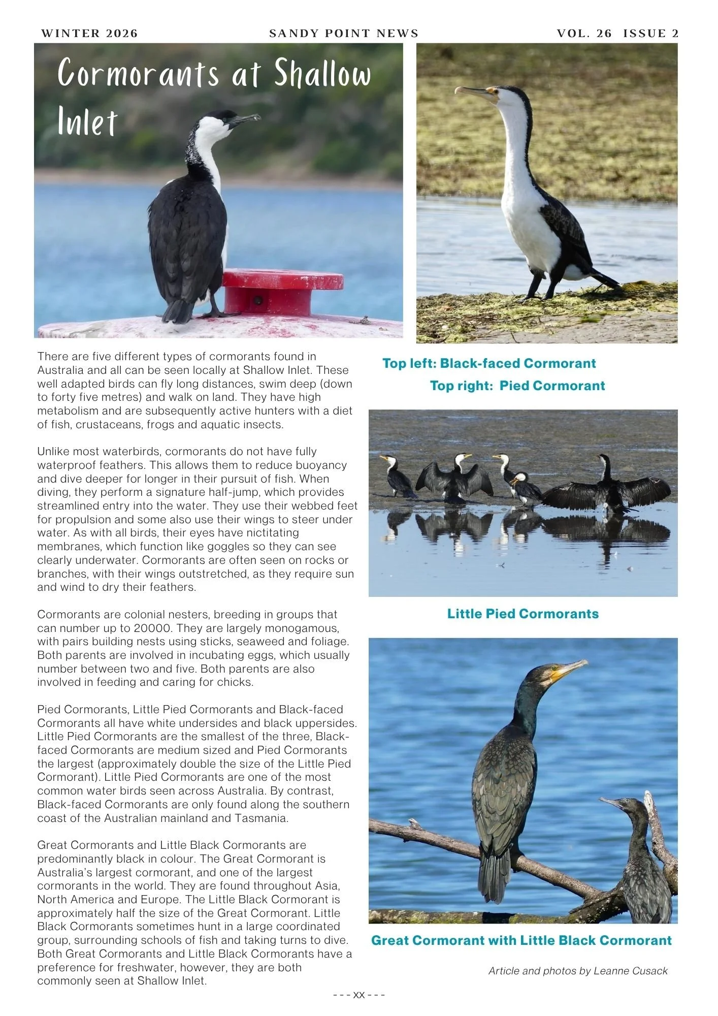 Article: Cormorants