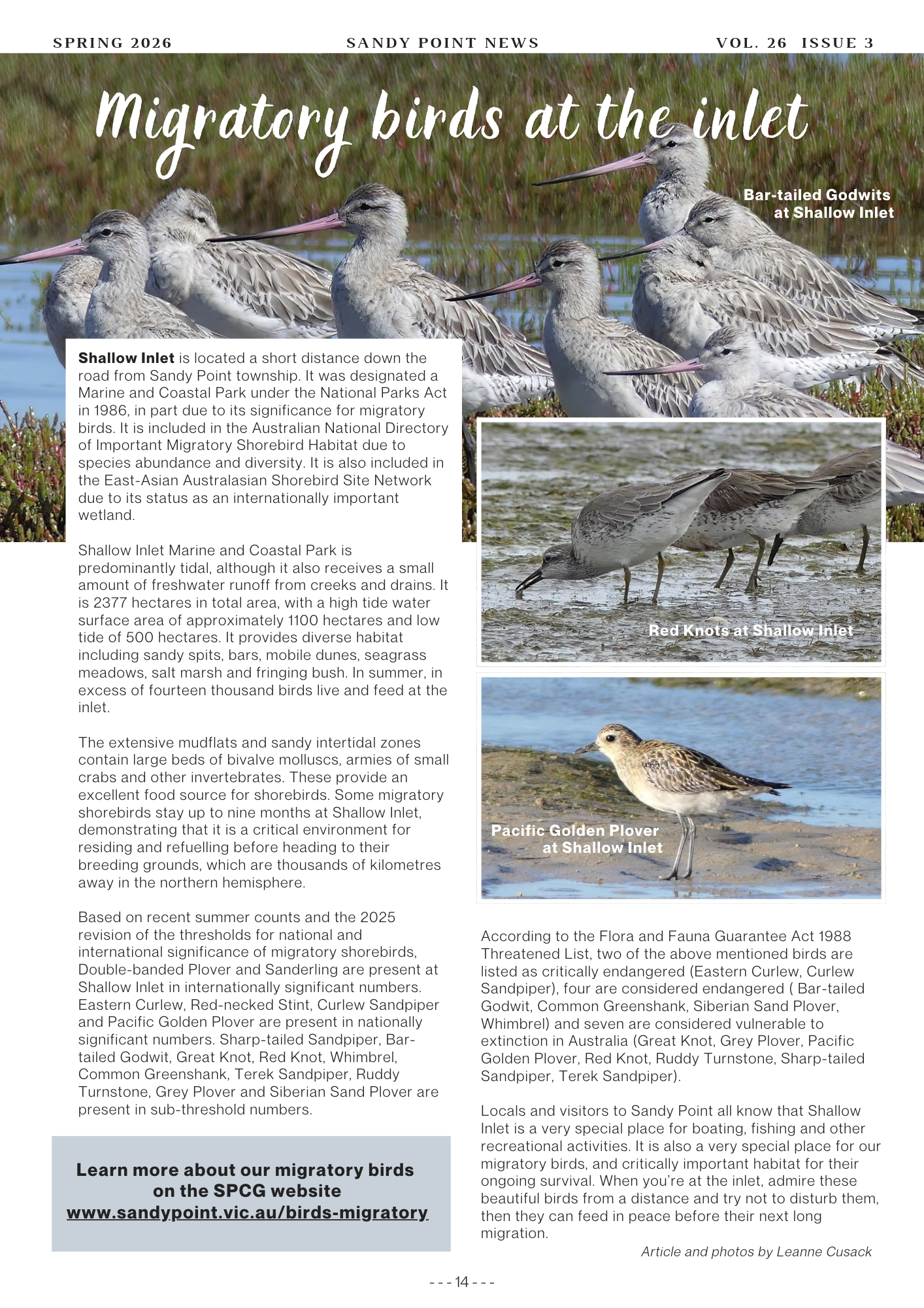 Newsletter-Spring-2026 Migratory birds of Shallow Inlet