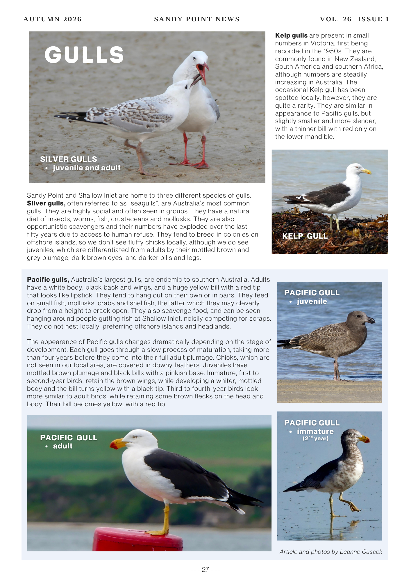 Article: Gulls