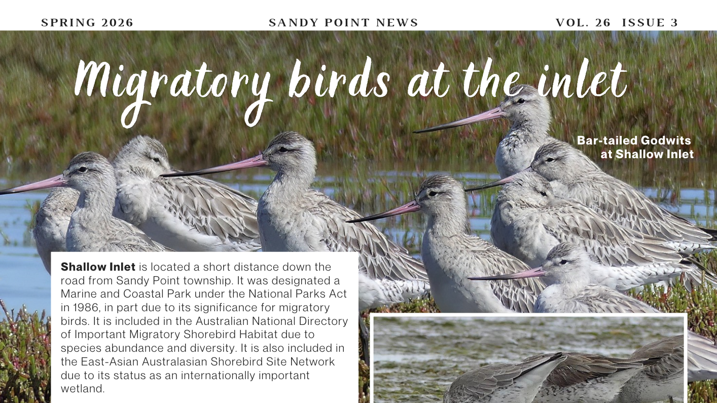Article: Migratory birds at the Inlet