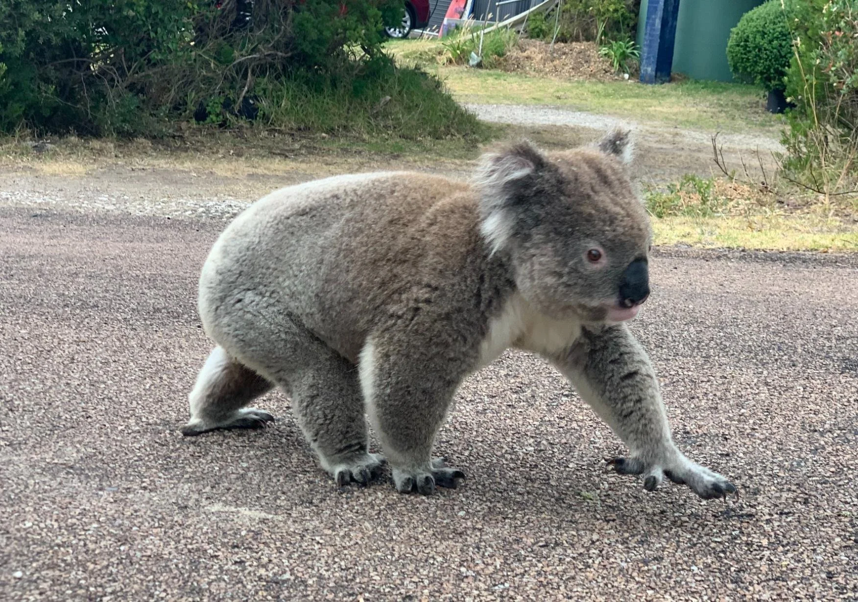 Sherry Mayo.  Autumn 2026.