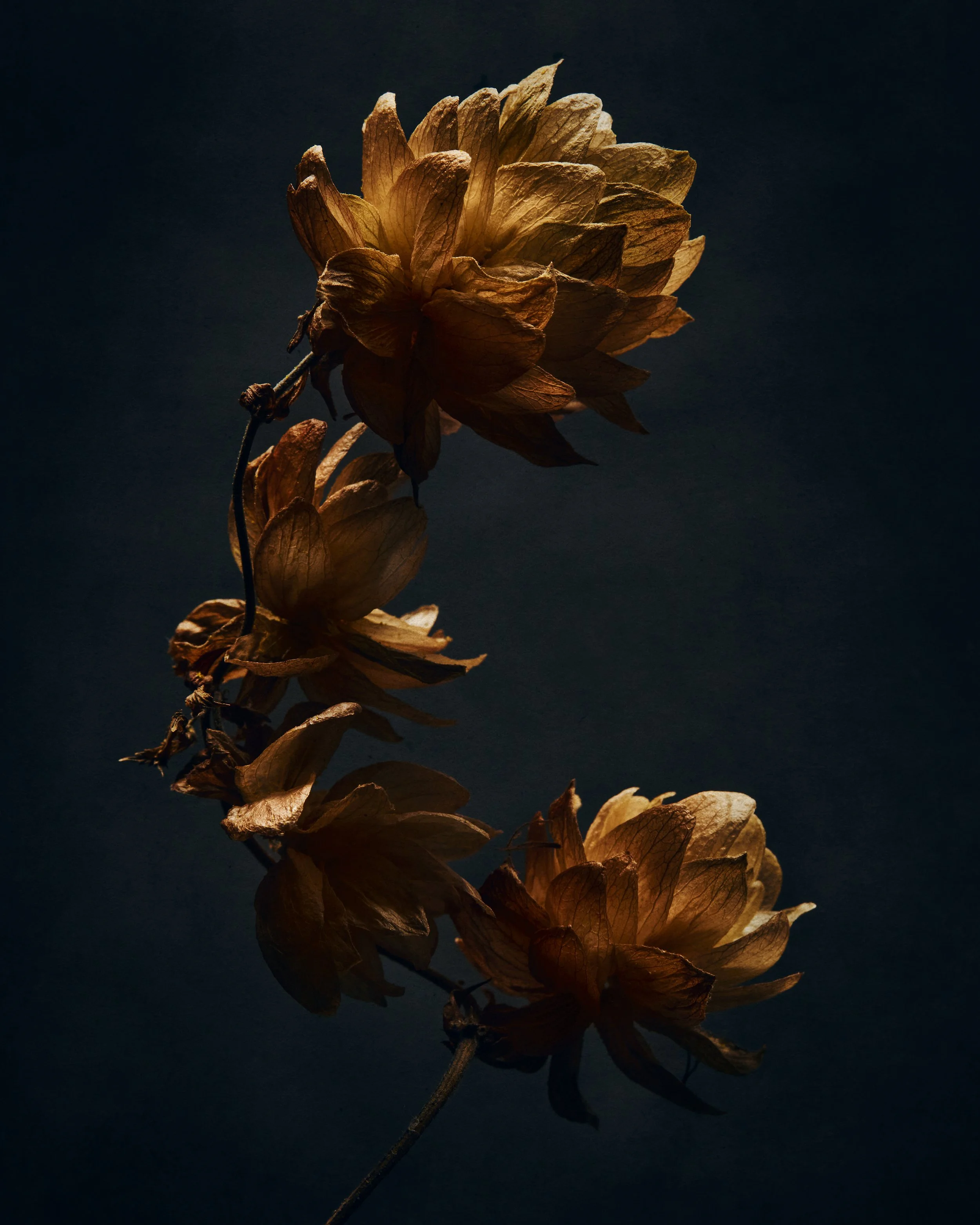 Craig MacLean Fine art Photographer 04.jpg