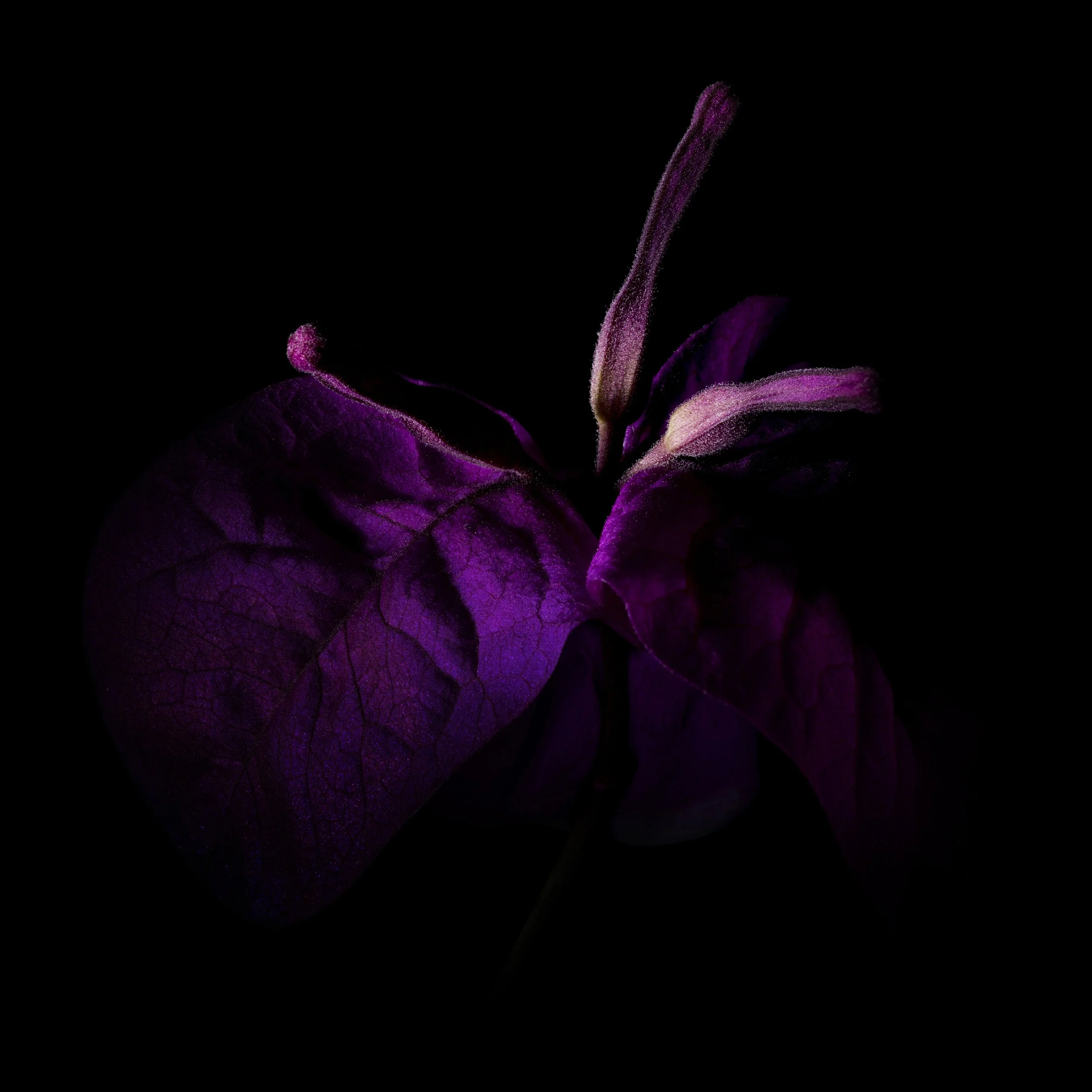 Craig MacLean Fine art Photographer 16.jpg