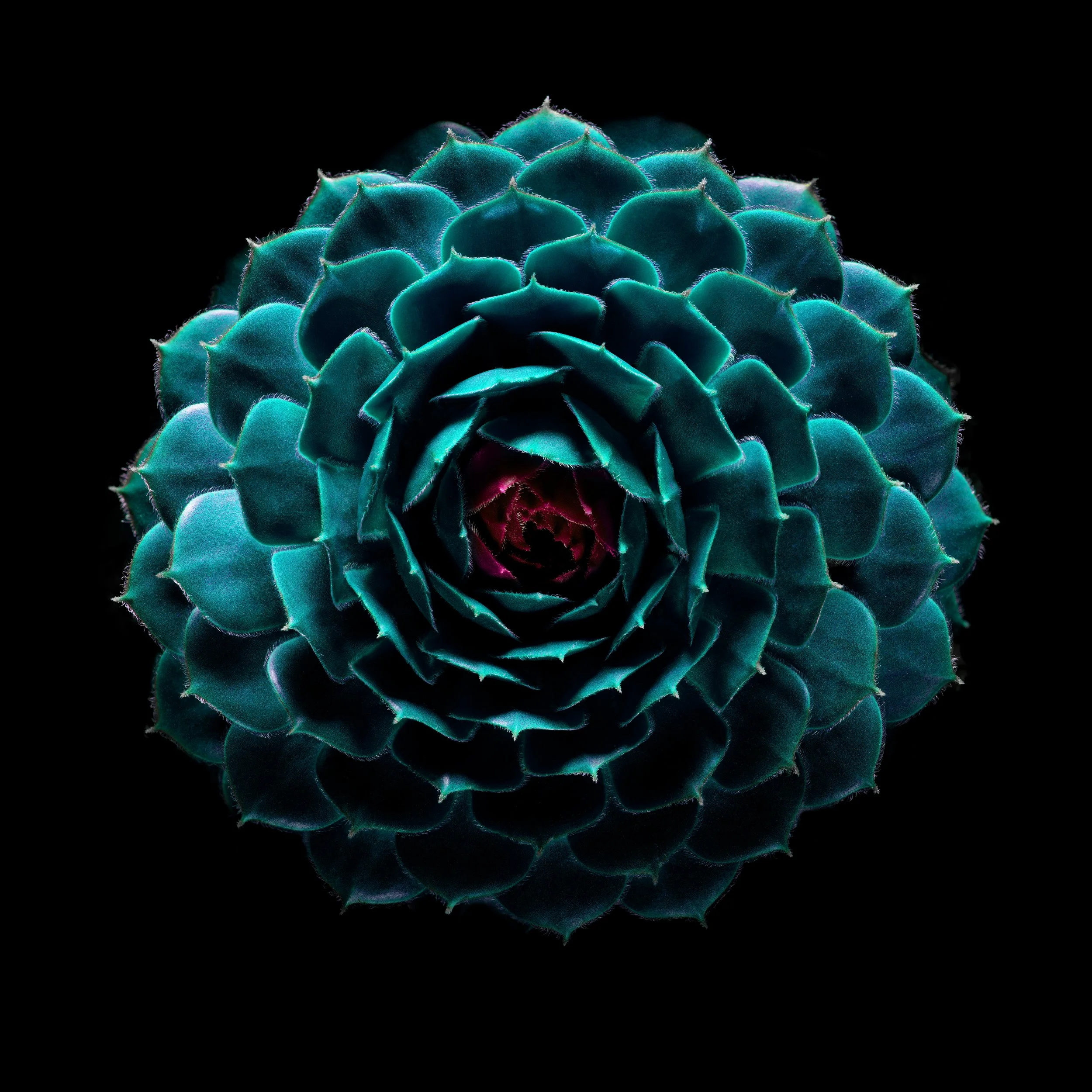 Craig MacLean Fine art Photographer 17.jpg