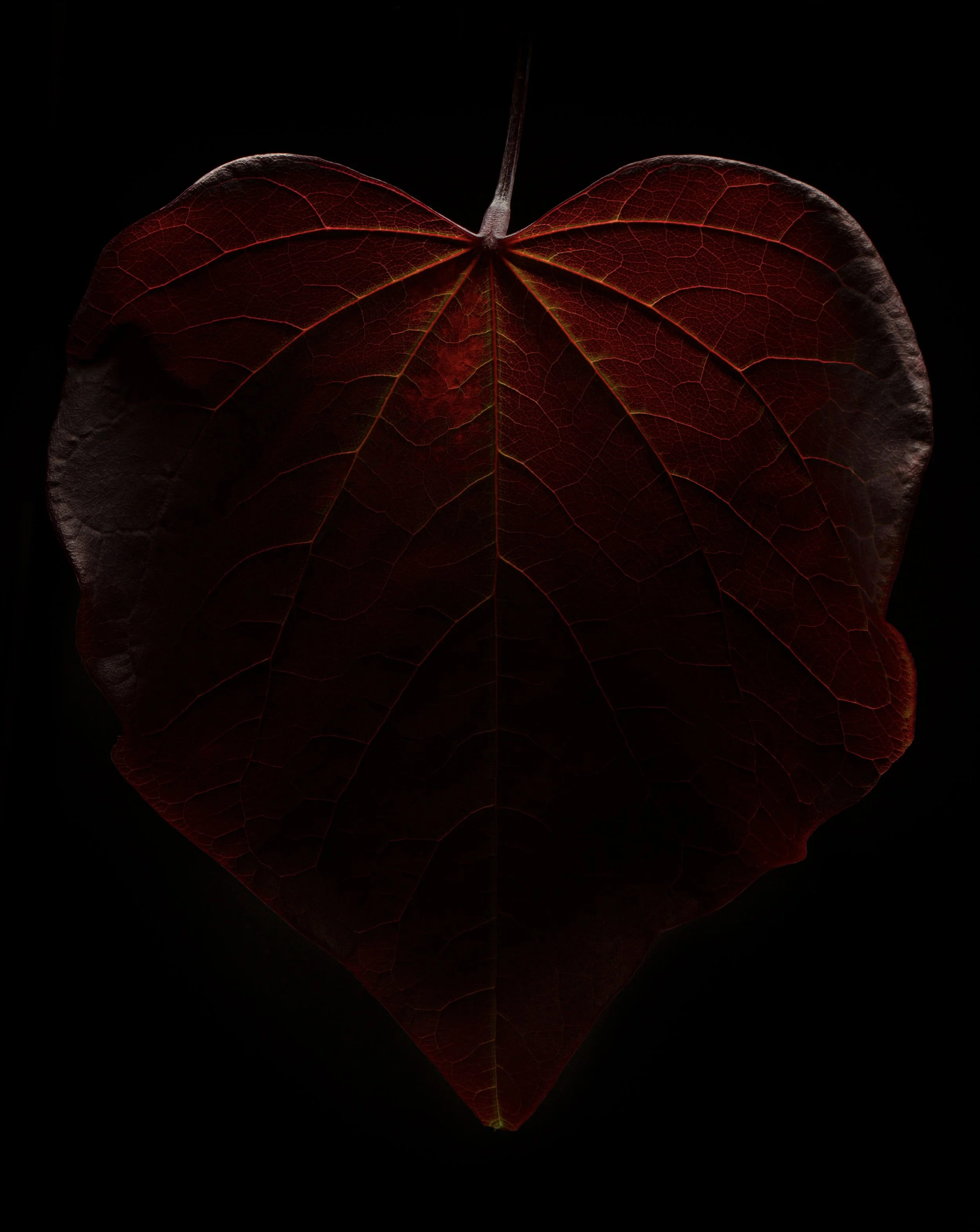 Craig MacLean Fine art Photographer 19.jpg