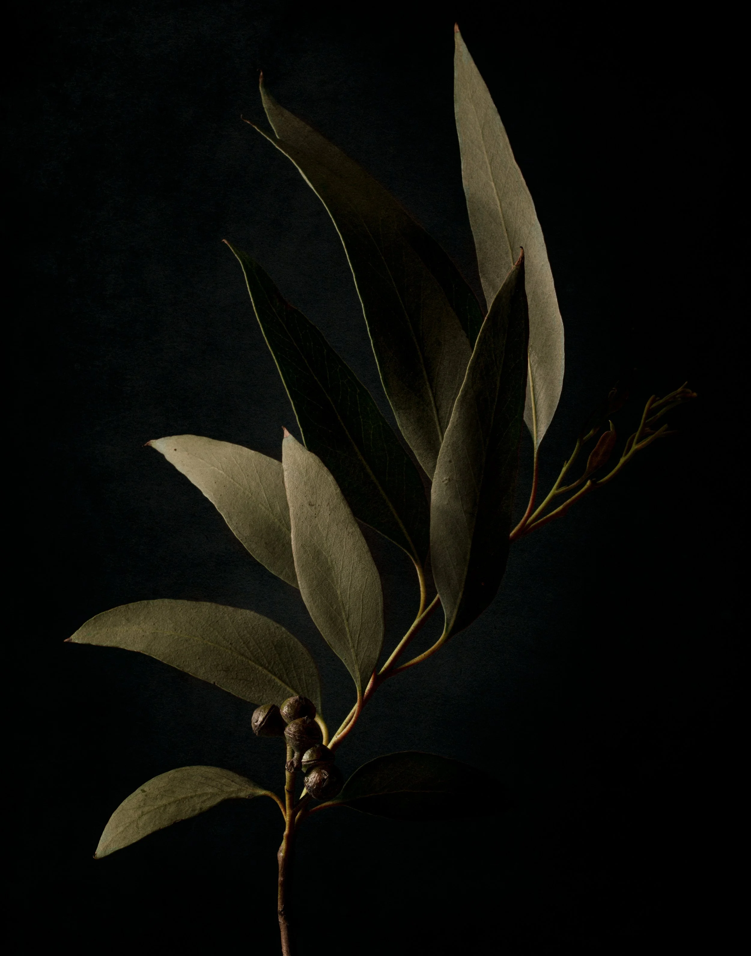 Craig MacLean Fine art Photographer 21.jpg