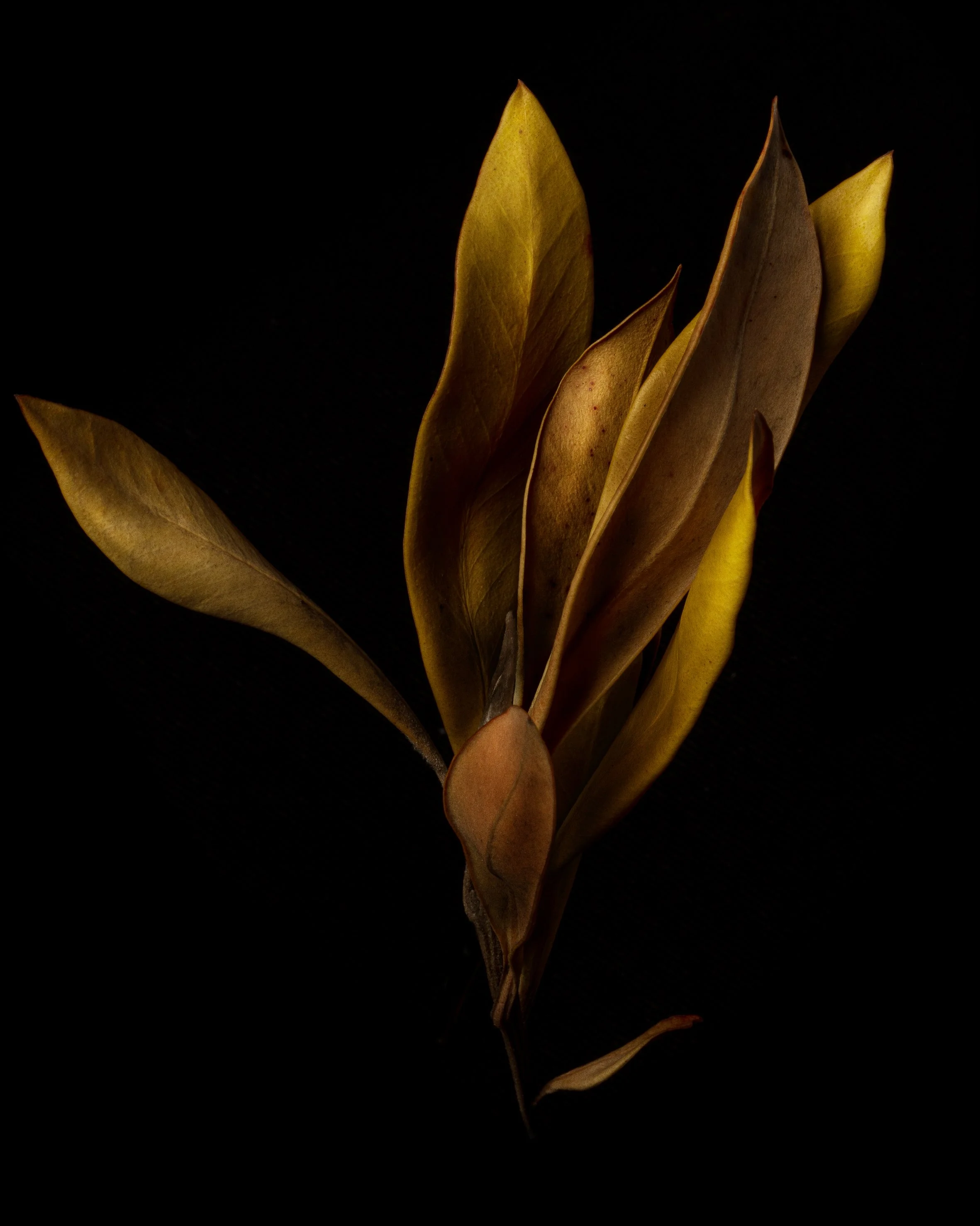 Craig MacLean Fine art Photographer 028JPG.JPG