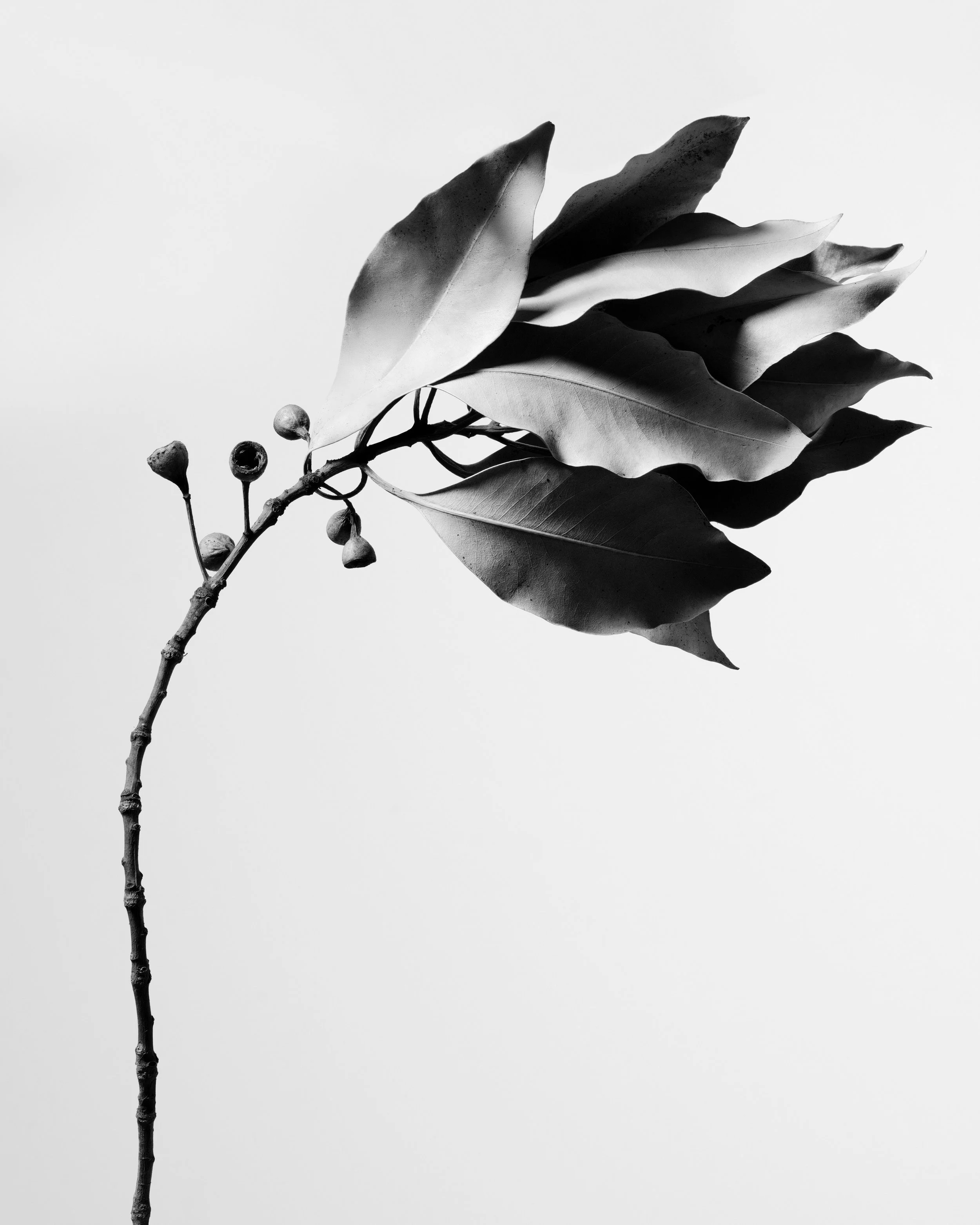Craig MacLean Fine art Photographer 28.jpg