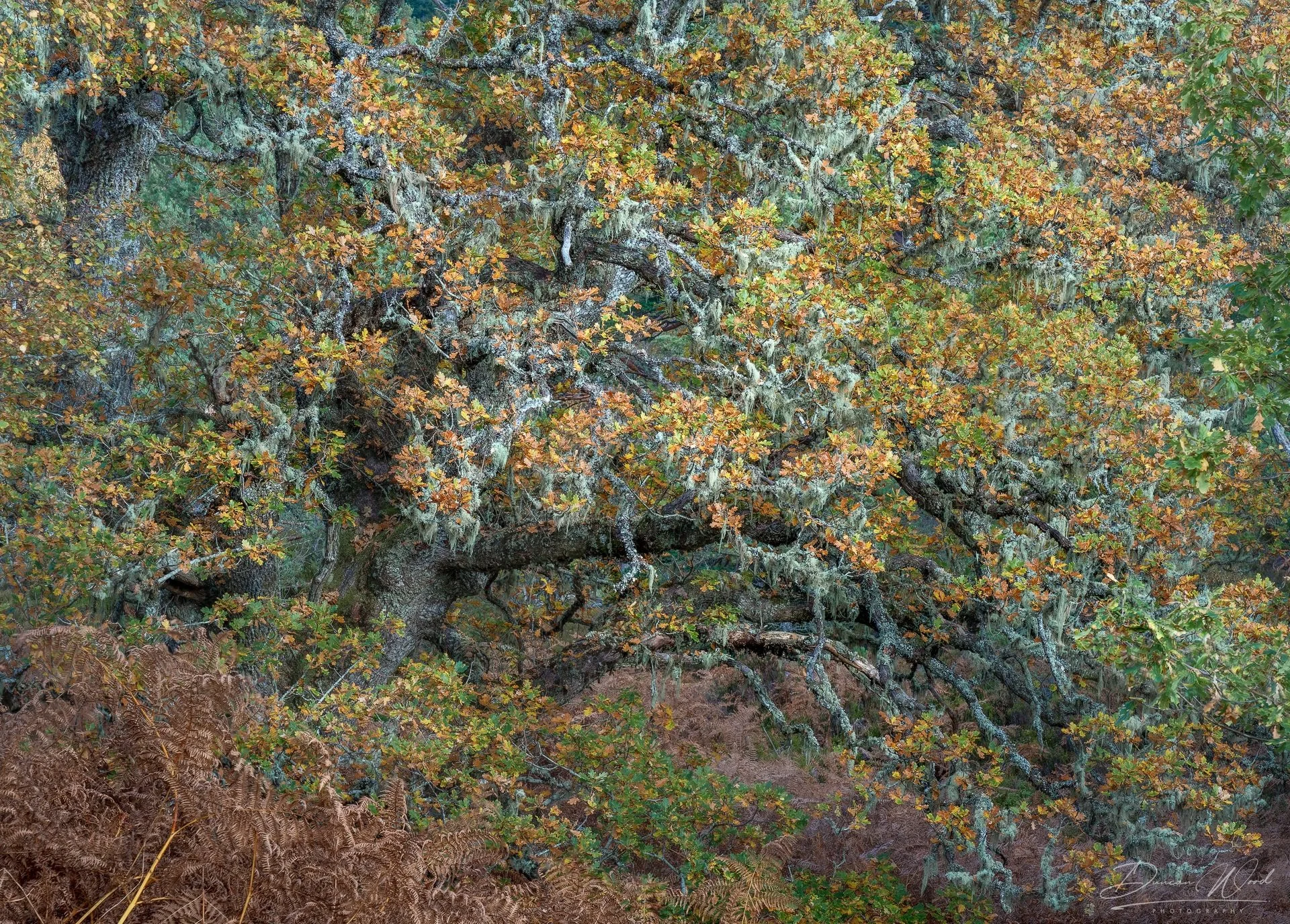 Old lichen-covered tree in Scottish woodland used as a clear subject within a busy forest scene