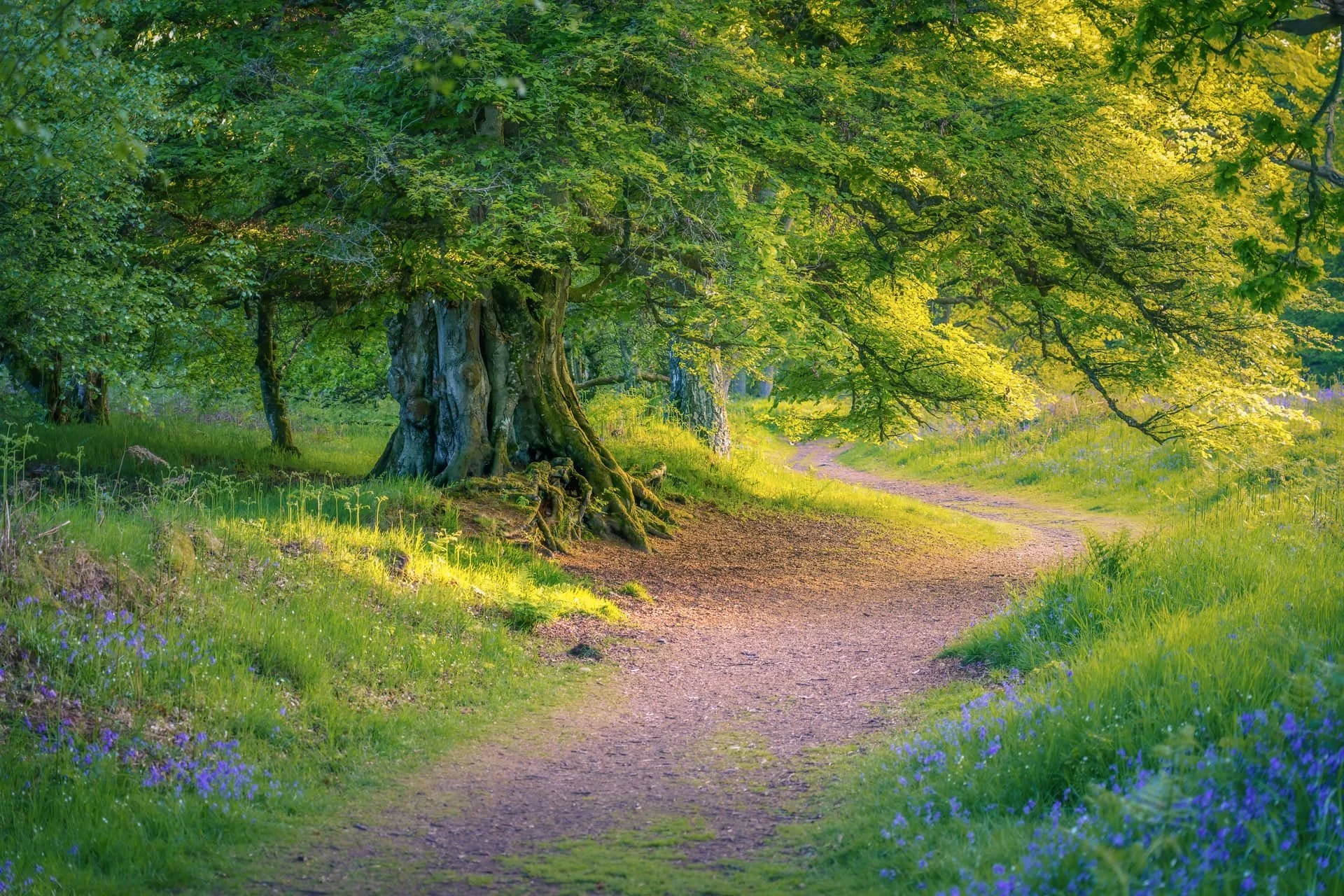 Woodland path in Scotland in morning light. Landscape photography workshop image by Duncan Wood.