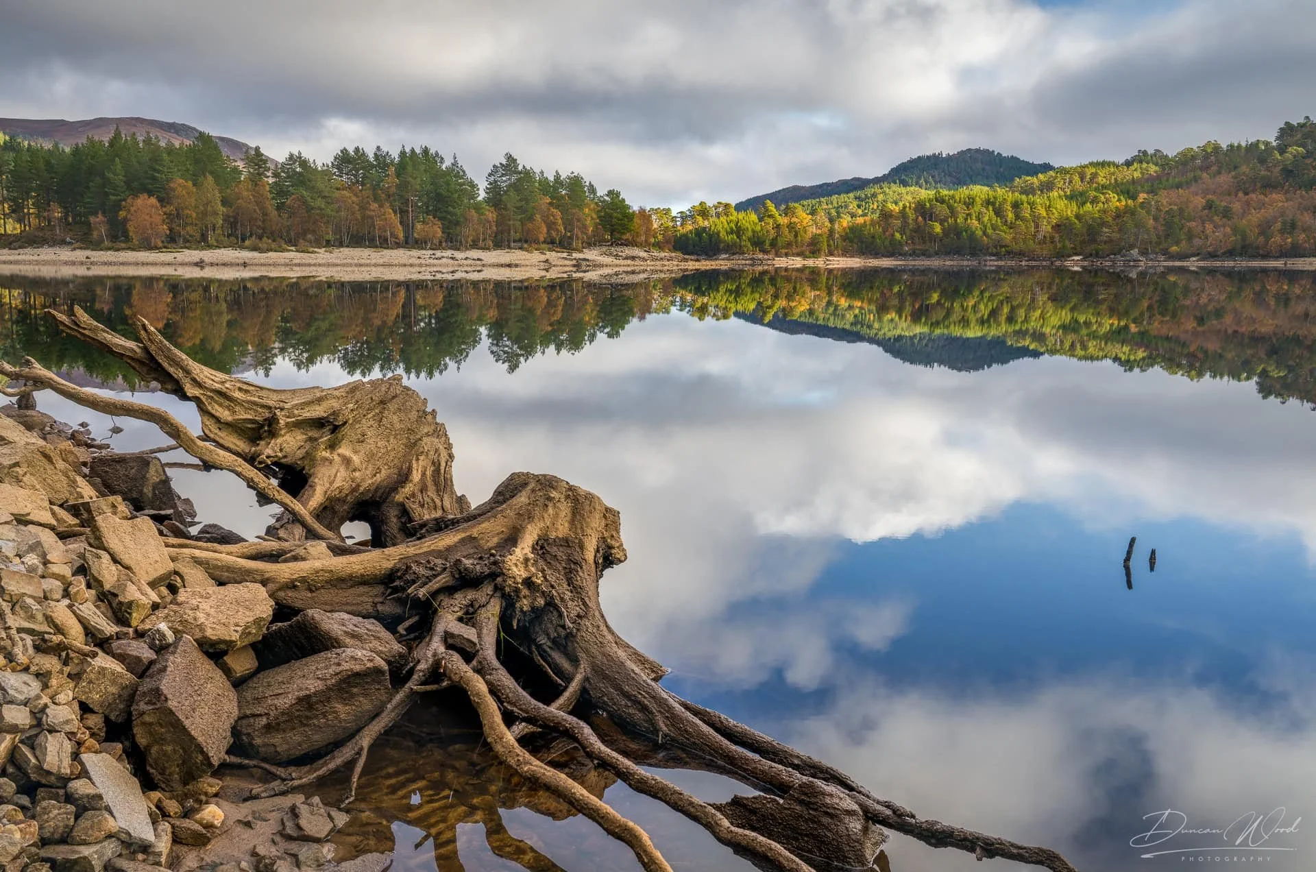 The remains of felled trees emerge from the exposed shoreline of a Highland loch. Their cut trunks and twisted roots appeared to me like strange sea creatures crawling towards the still water, by Duncan Wood Photography