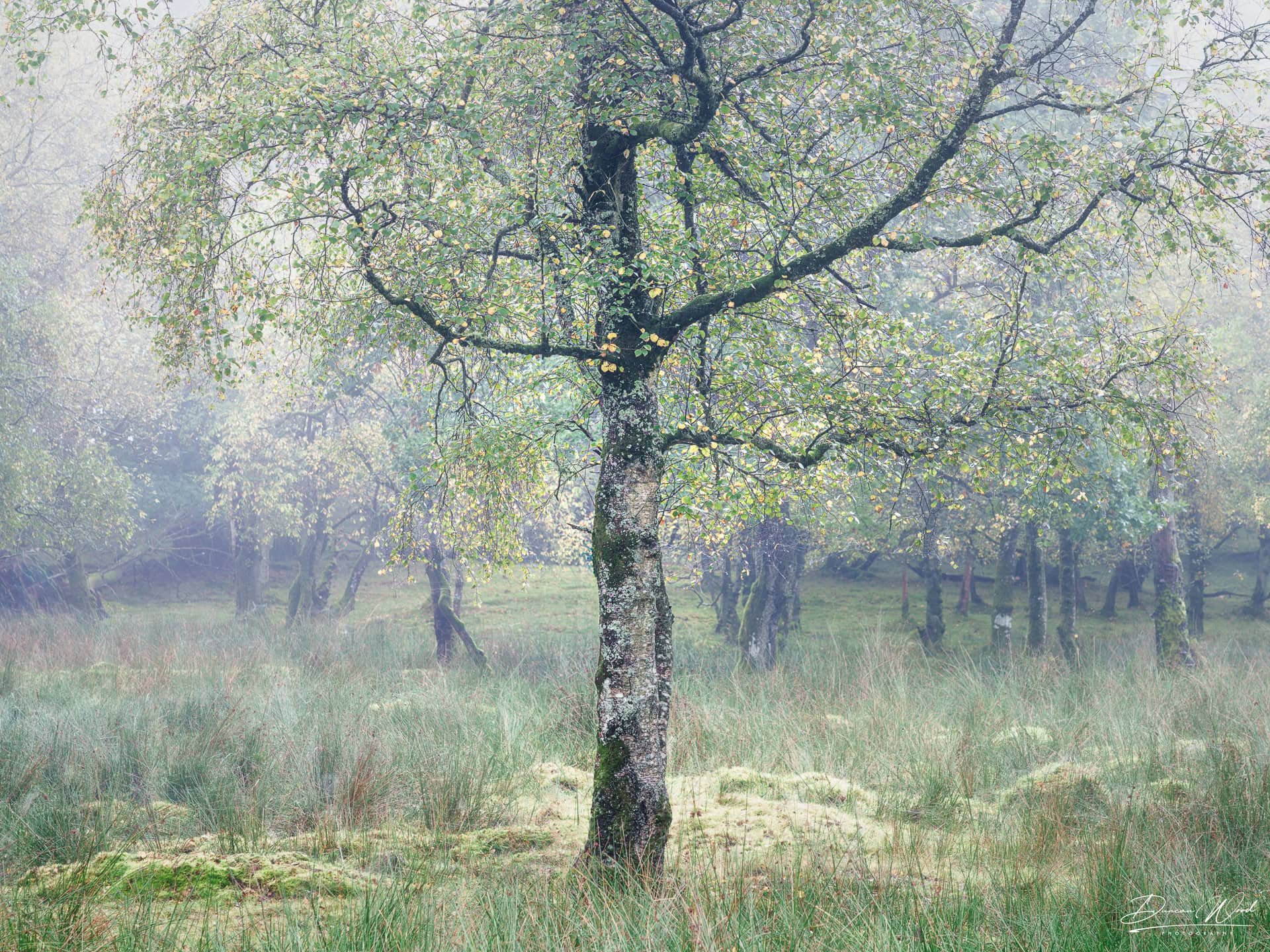Ghostly birch tree in mist, photographed by Duncan Wood in Scotland. Scottish nature photography.