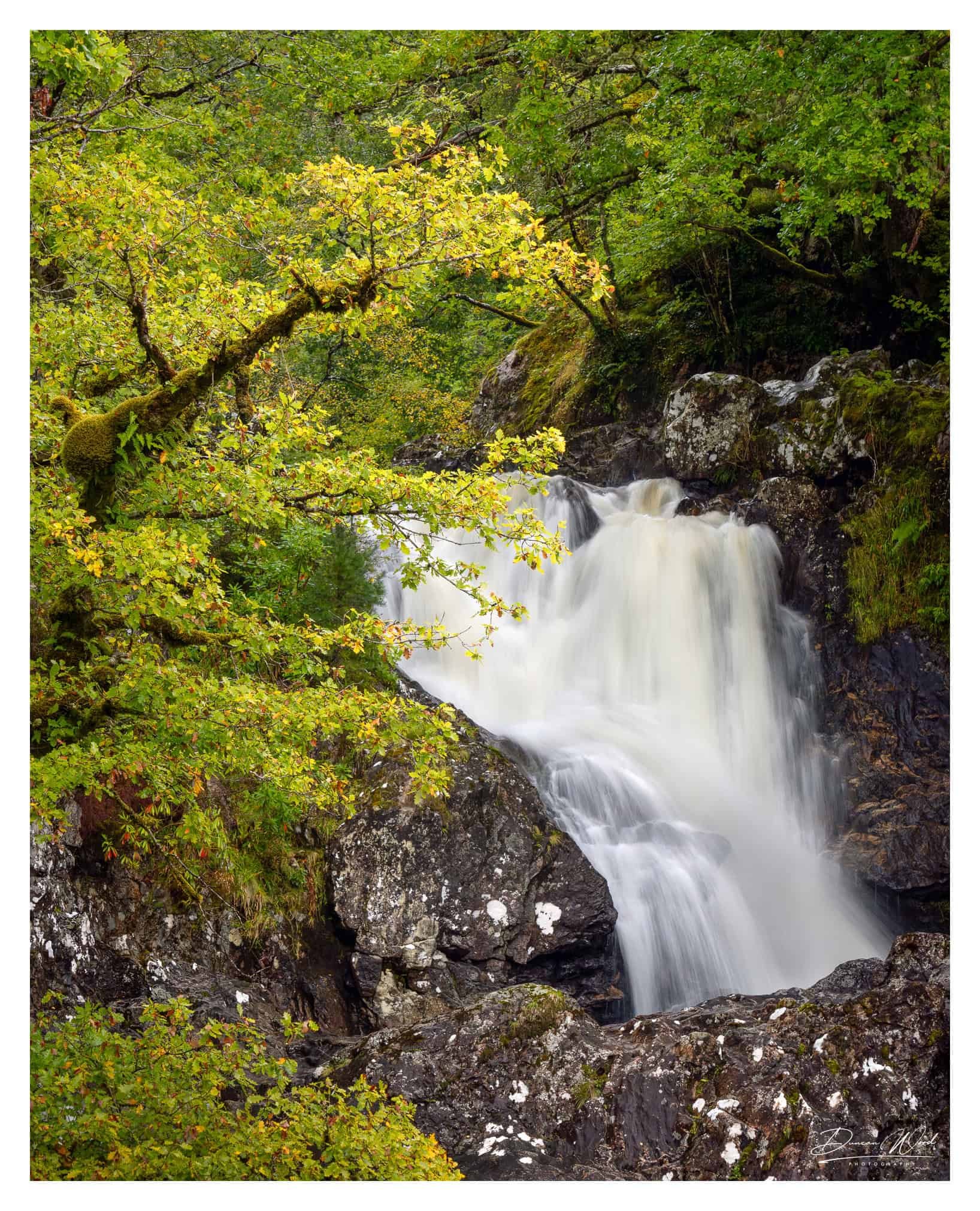 Waterfall and mossy tree in Scottish rainforest, photographed by Duncan Wood. Scottish landscape photography.