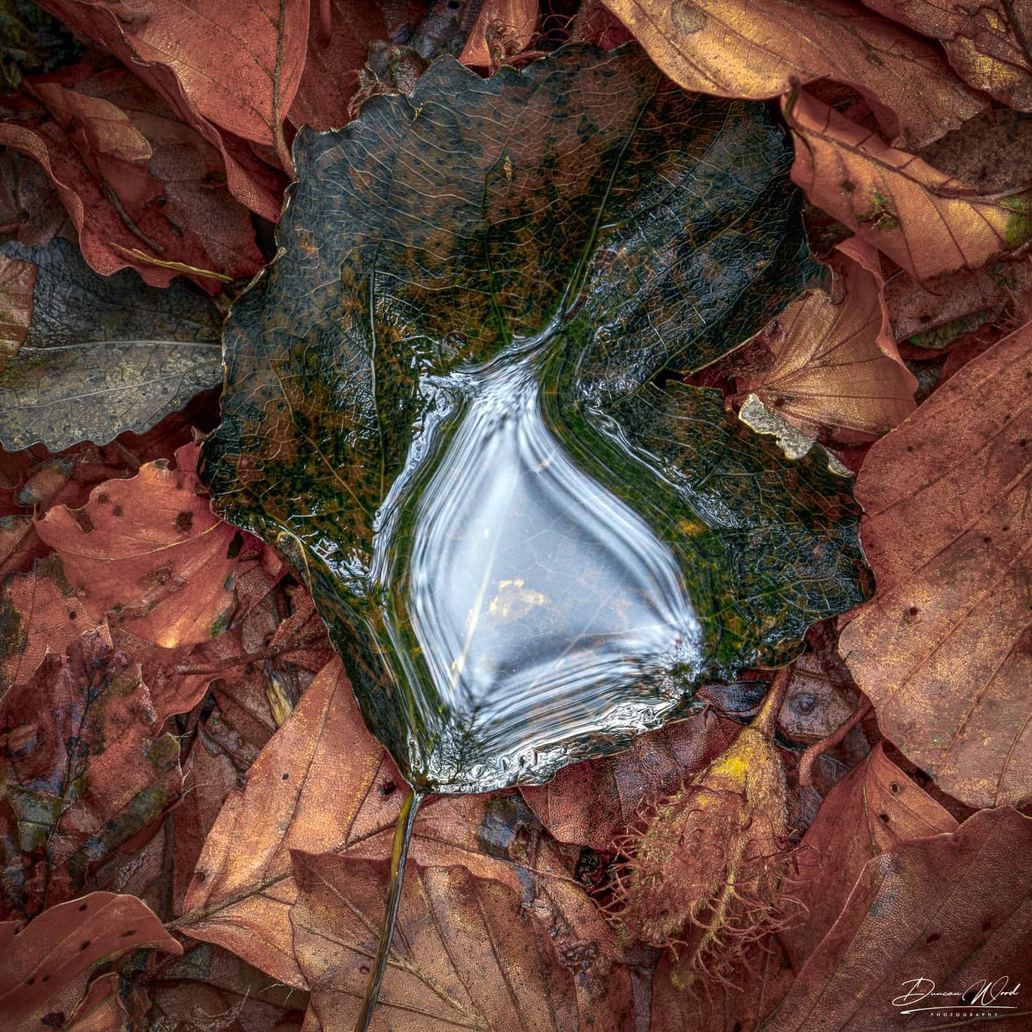duncan-wood-photography-scotland-workshop-woodland-prints (26).jpg