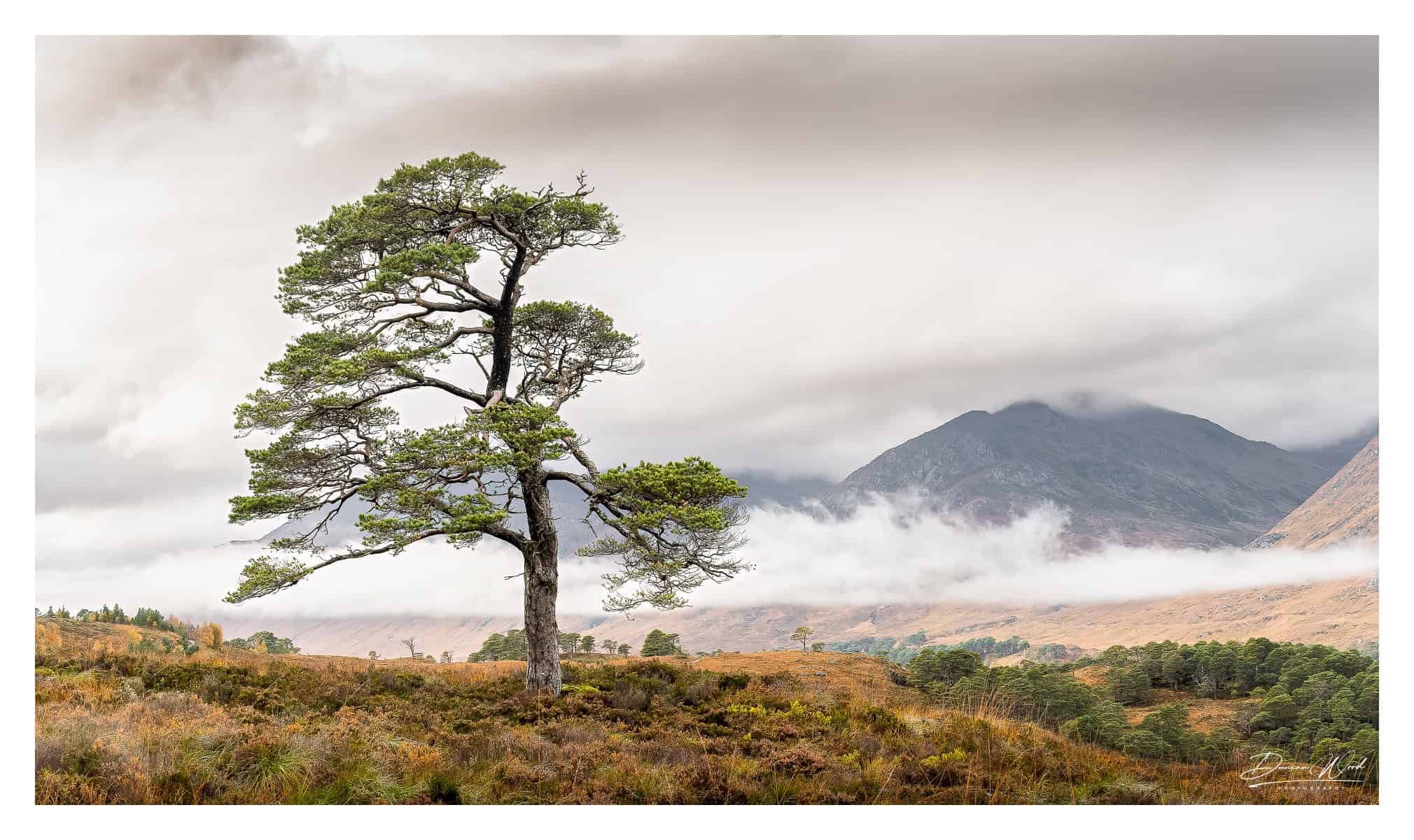 Lone Scots pine in Glen Affric, photographed by Duncan Wood in Scotland. Scottish landscape photography.