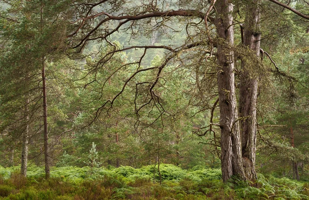 Before the Turning late summer Scottish woodland fine art print with Scots pine and ferns
