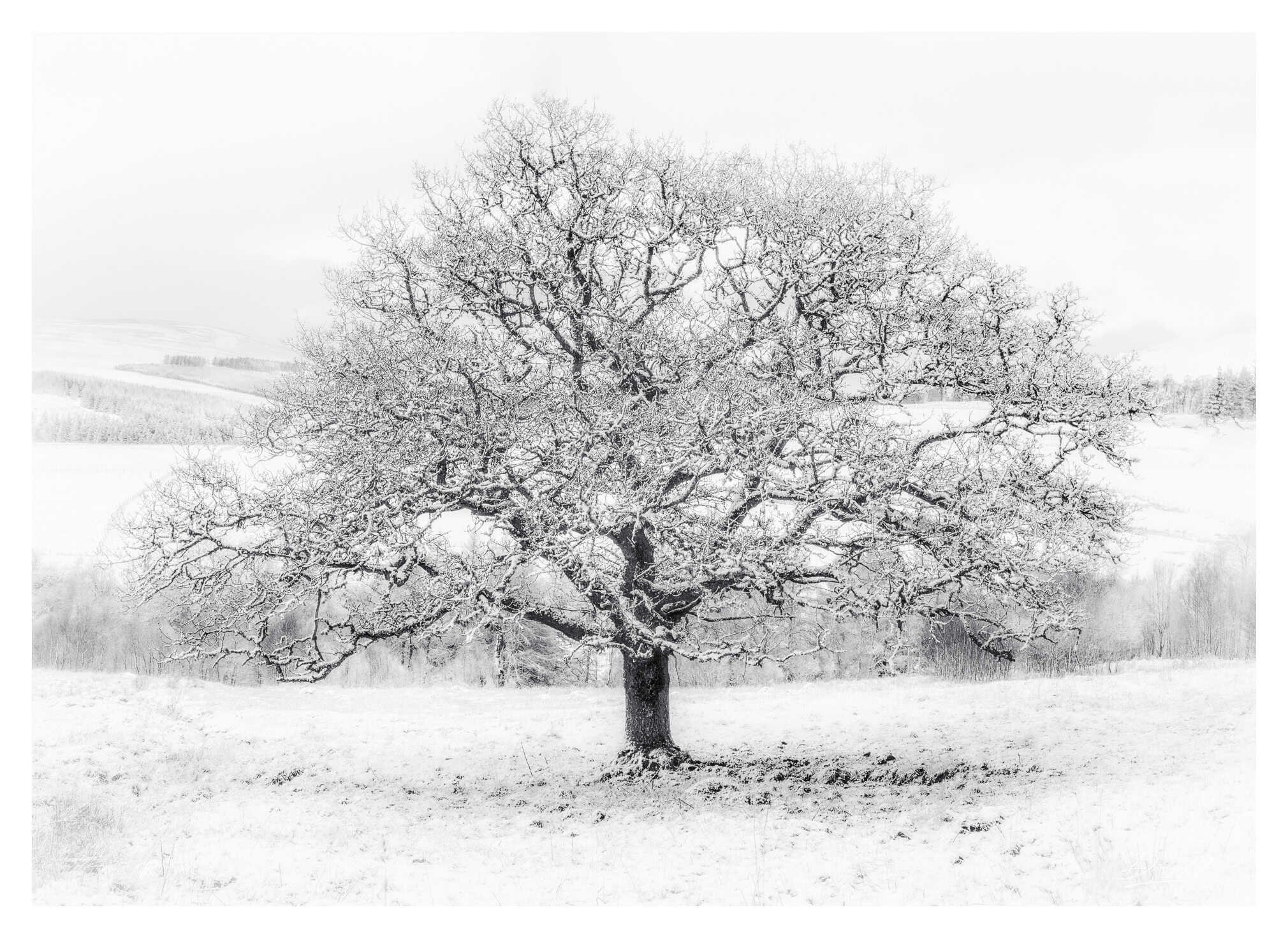 Lone tree in snow, photographed by Duncan Wood in Scotland. Scottish black and white landscape photography.