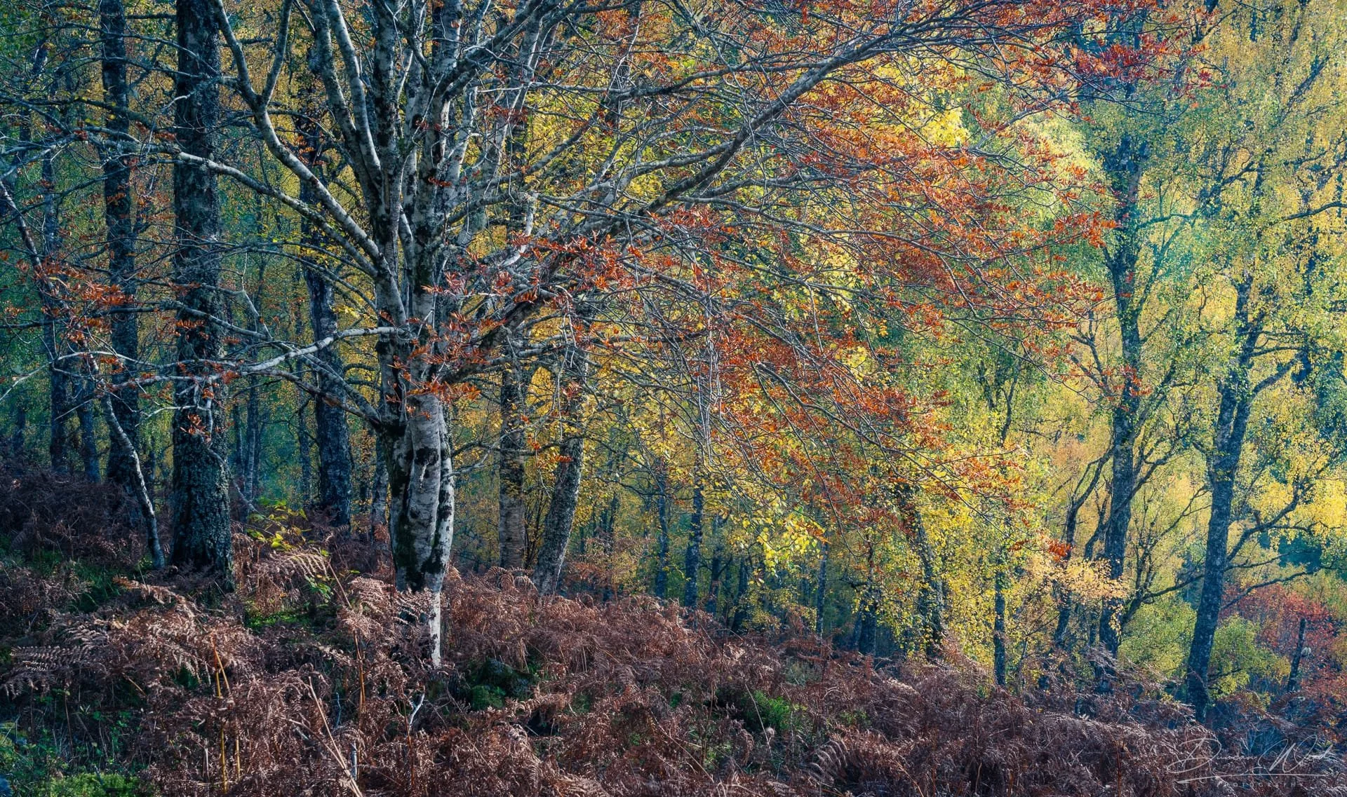 Scottish woodland composition with trees and autumn colour showing how to reduce distracting bright sky