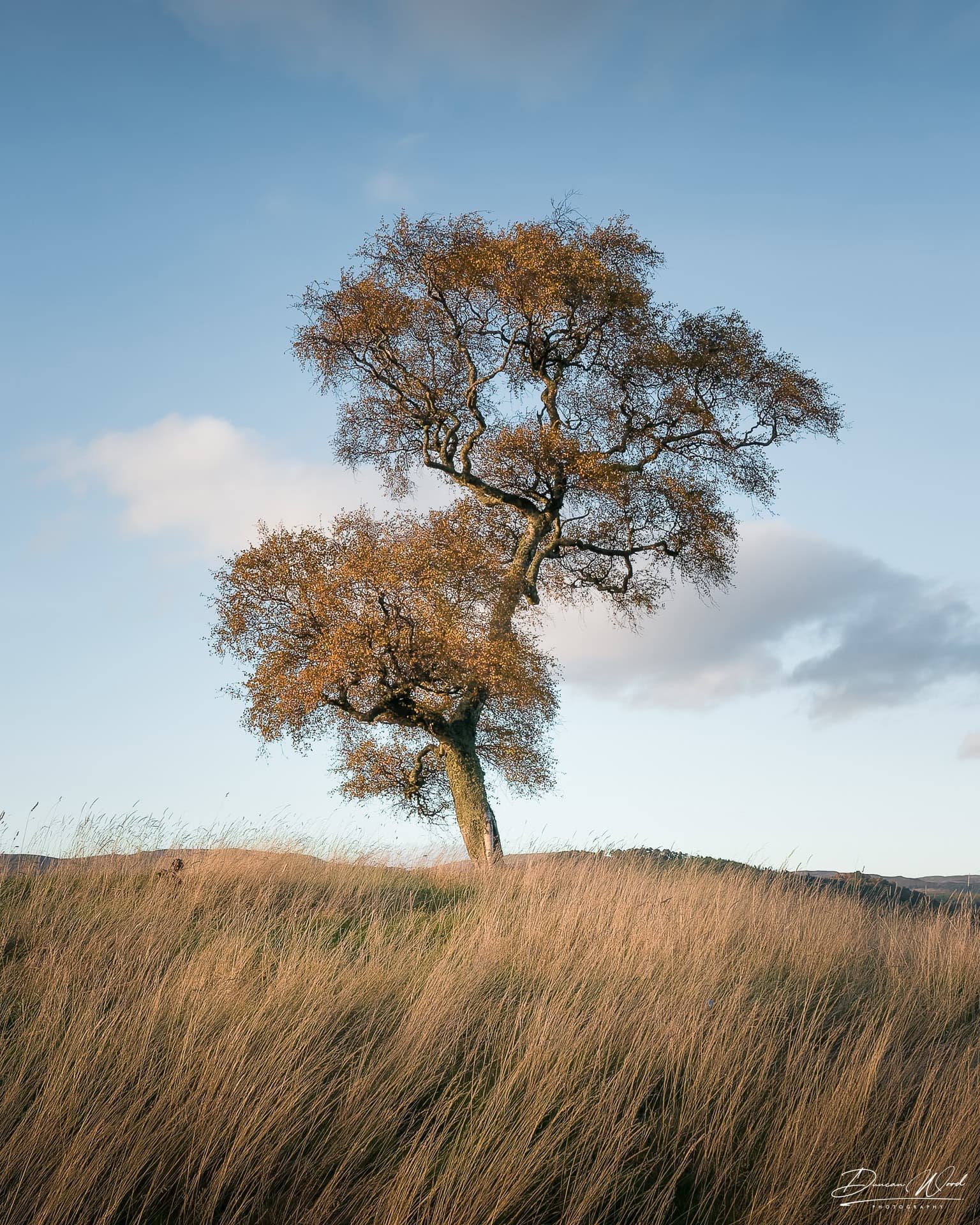 Solitary tree in tall grass, photographed by Duncan Wood in Scotland. Scottish nature photography.