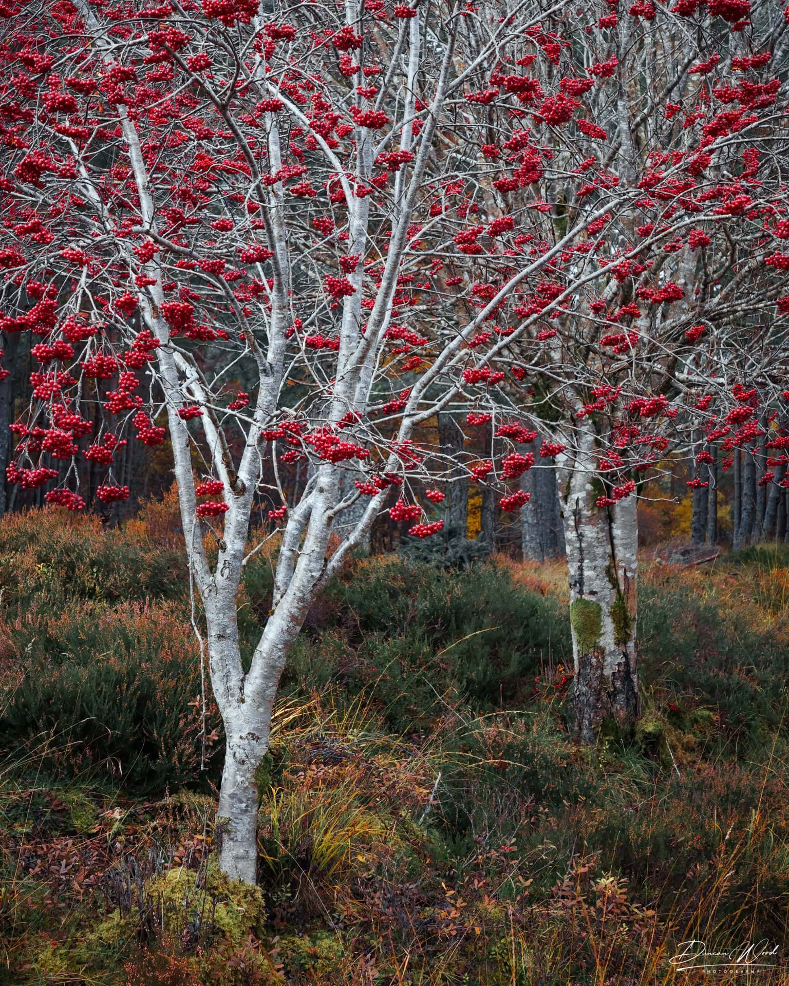 Rowan tree with red berries in late autumn, photographed by Duncan Wood in Scotland. Scottish nature photography.