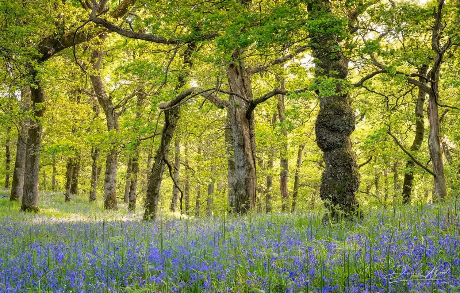 Scottish Bluebell Woodland Photography Workshops by Duncan Wood (9).jpg
