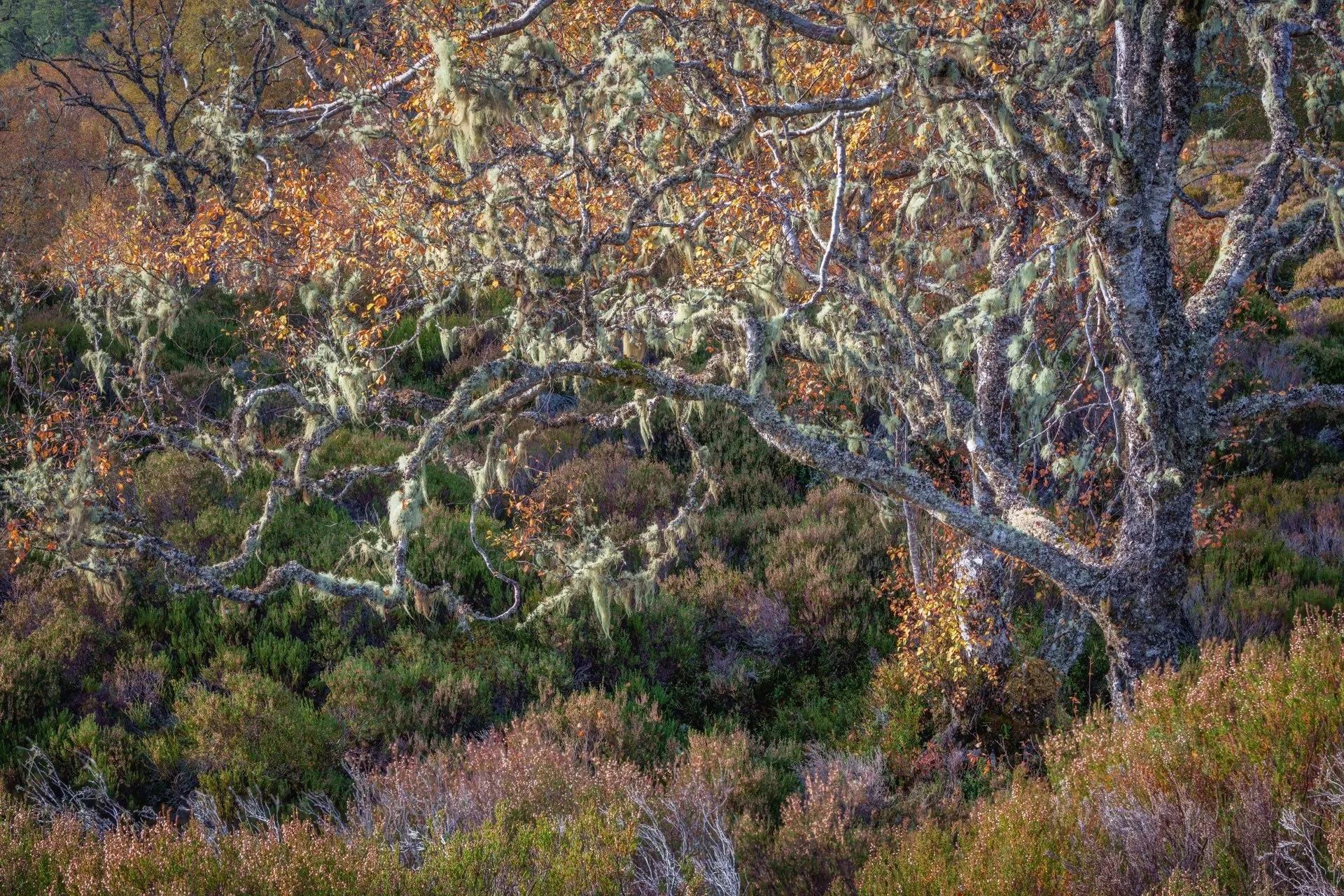 Ancient lichen-draped birch in autumn woodland in Glen Affric, Scotland.