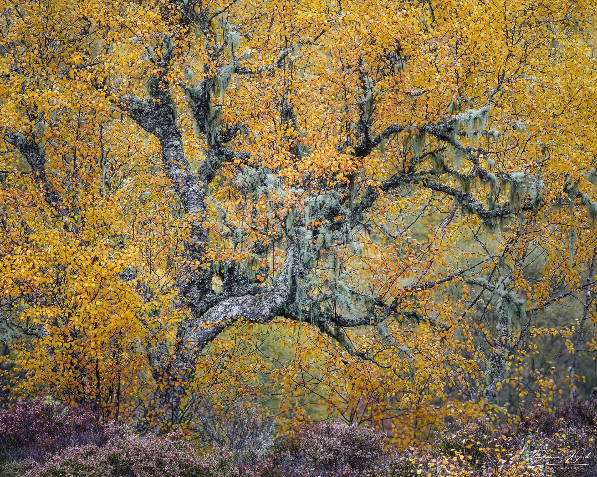 A lichen-covered silver birch tree with vibrant yellow autumn leaves and purple heather in the Scottish Highlands.