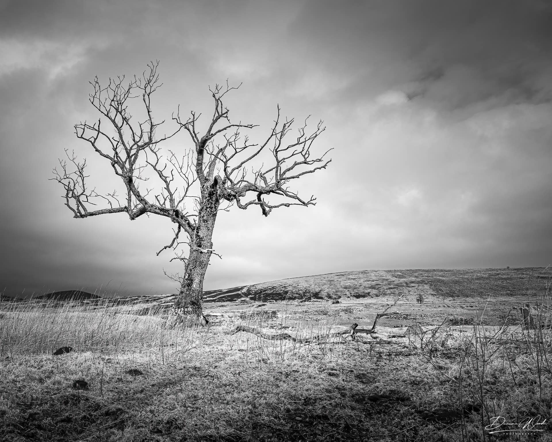 Lone tree under stormy sky, photographed by Duncan Wood in Scotland. Scottish black and white landscape photography.