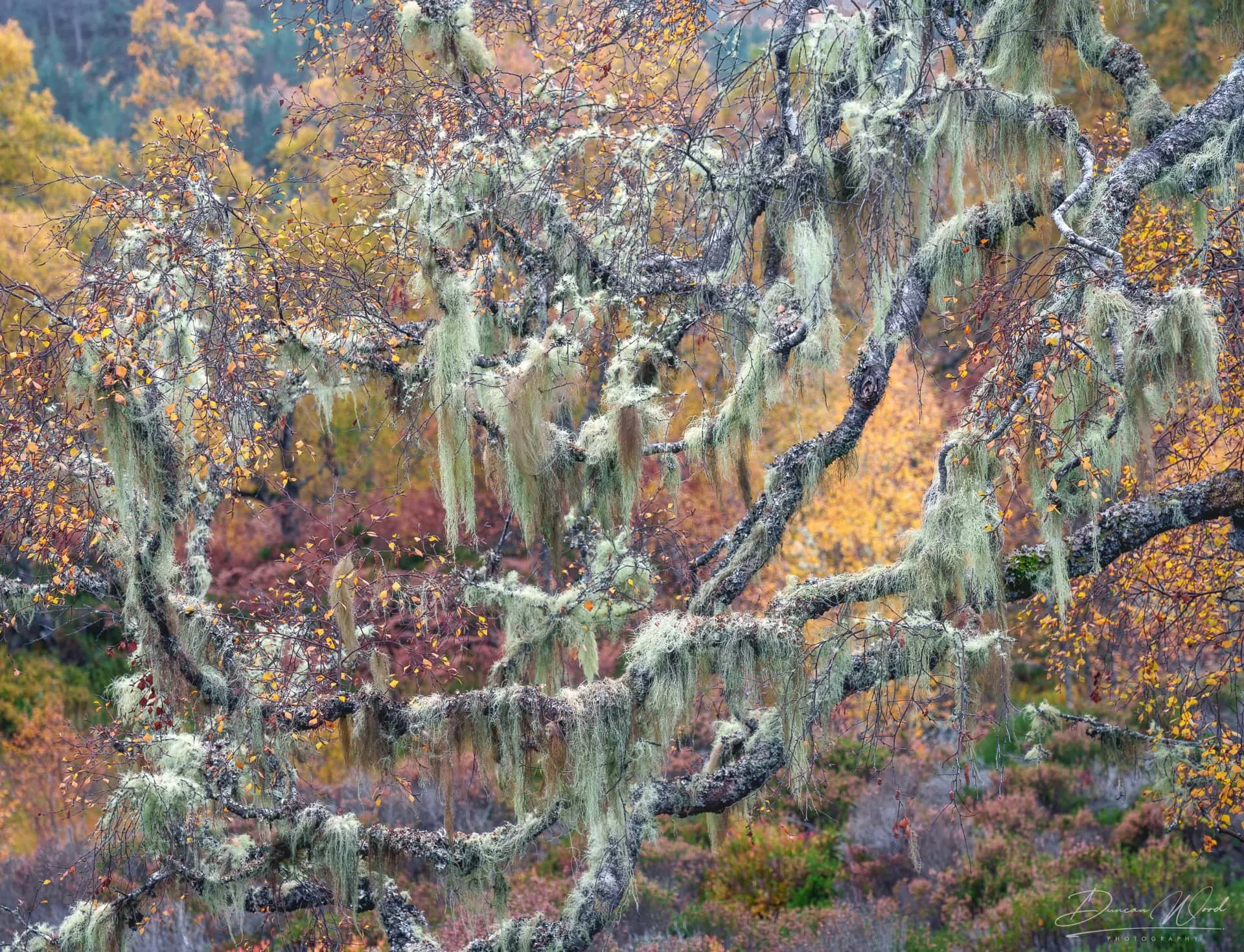 Lichen-draped birch branches in autumn woodland at Glen Affric, Scotland.