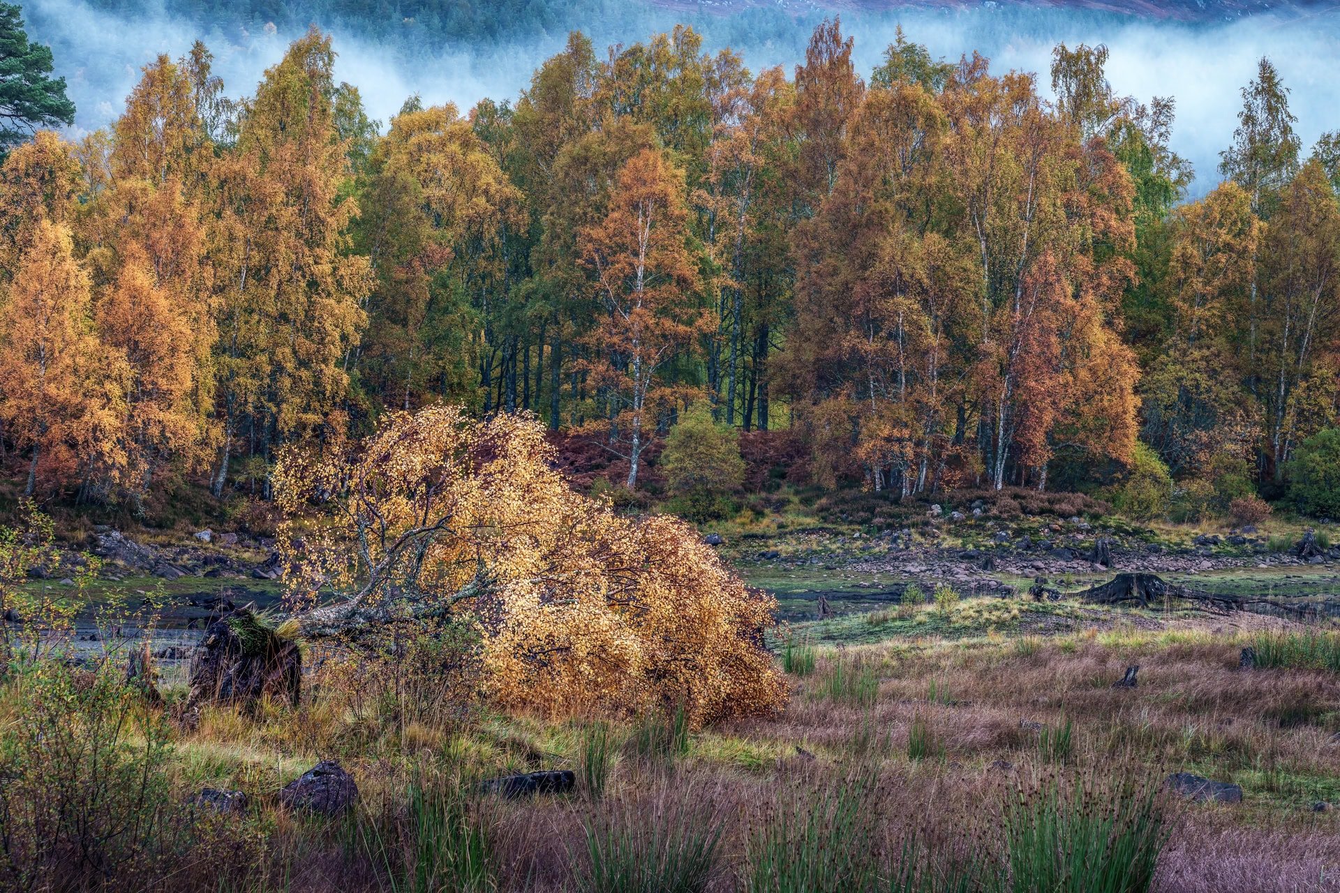 Fallen birch among autumn woodland and mist in Glen Affric, Scotland.
