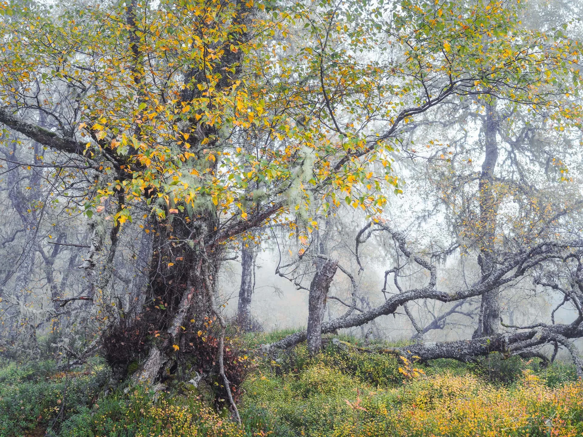 Misty Scottish woodland with soft light, old trees and damp atmospheric conditions