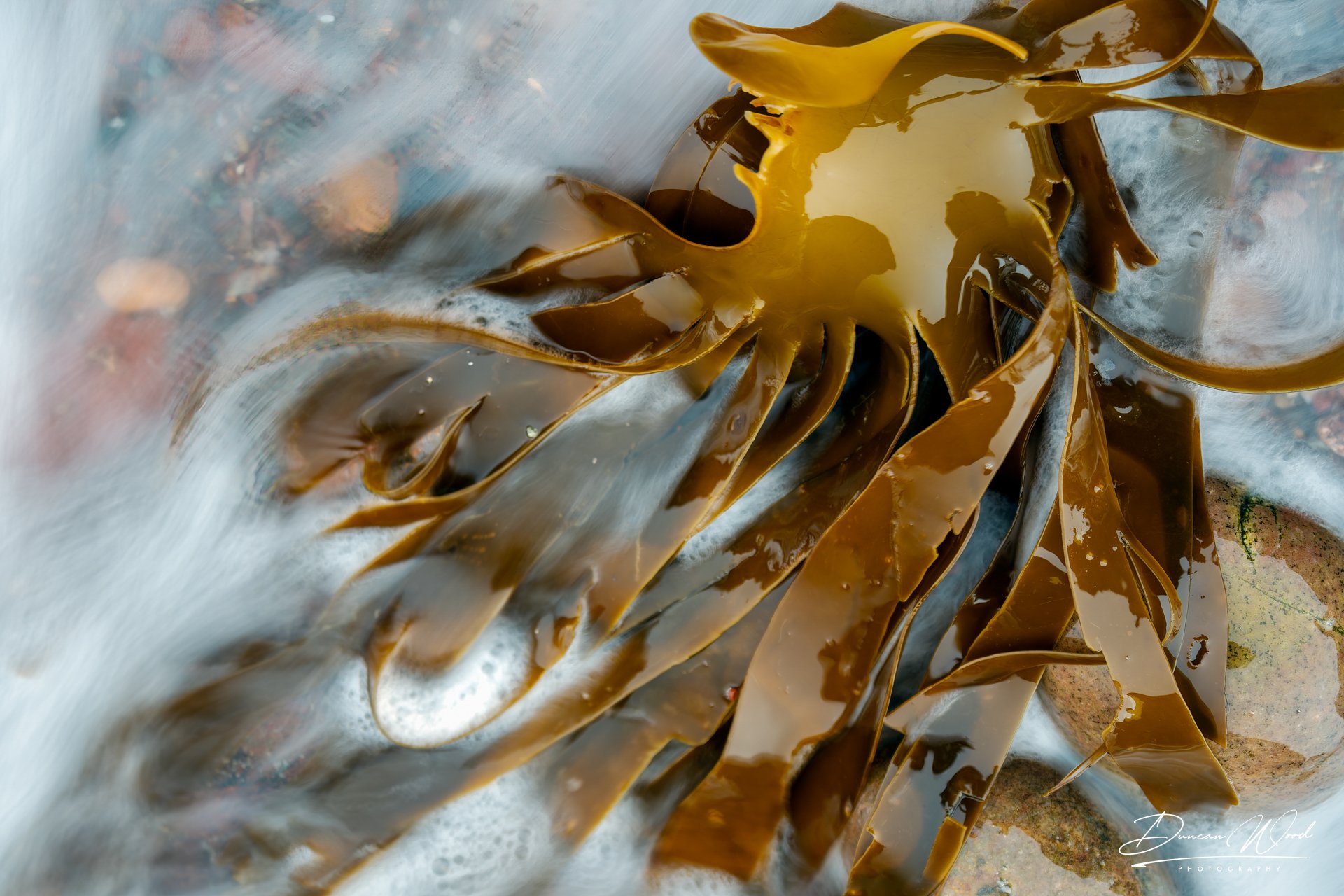 Duncan Wood - Kelp Returning Home.jpg
