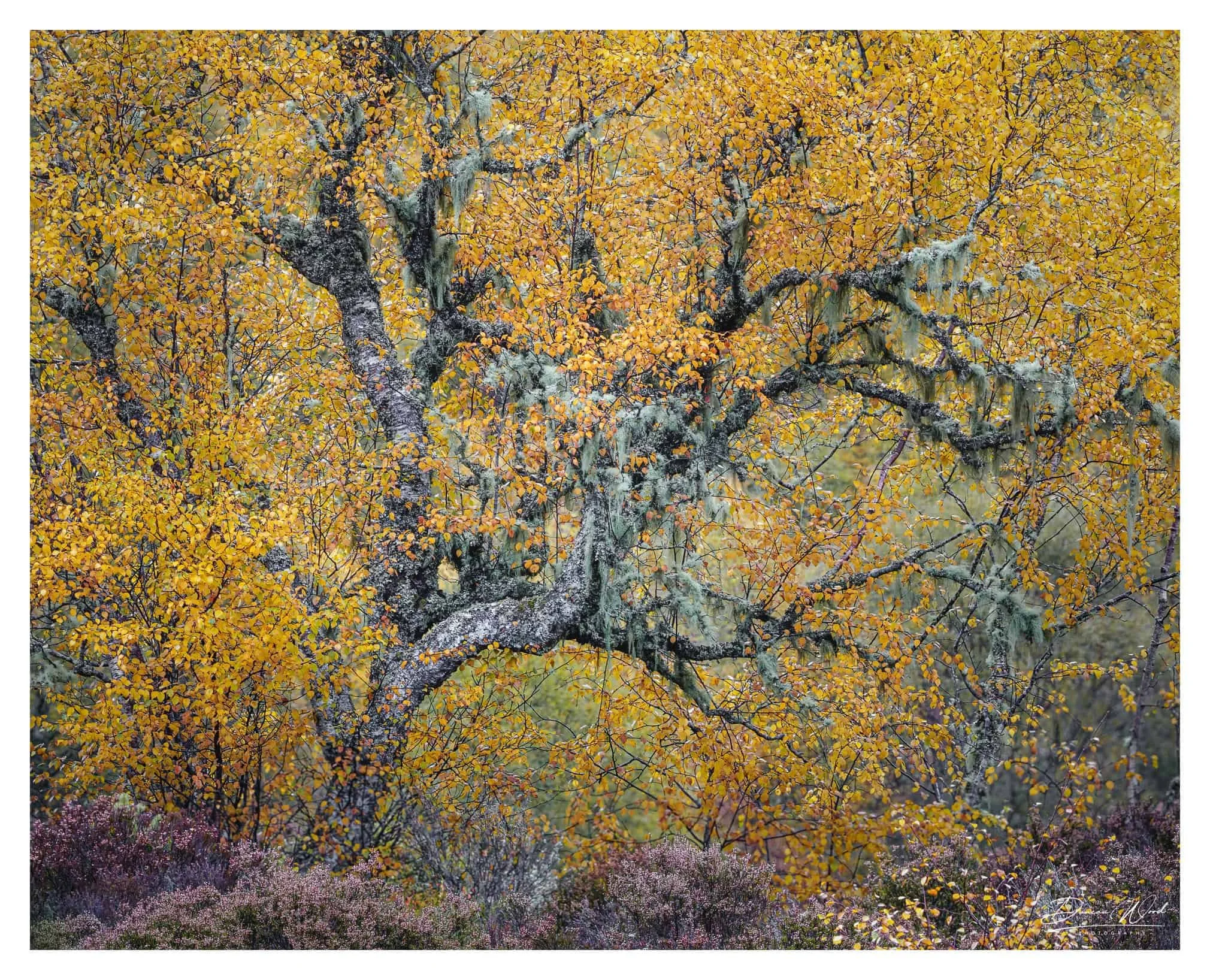 The Autumn Elder, Scottish woodland photography by Duncan Wood