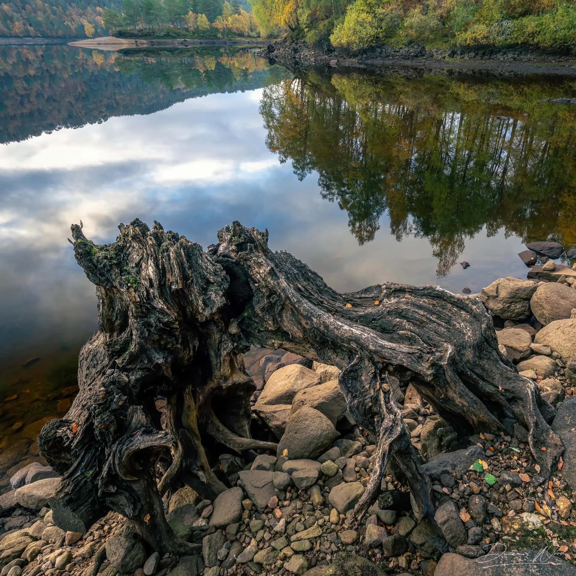 A serene river scene with calm water reflecting colorful fall foliage and trees on the riverbank, with rocks and a tree trunk in the foreground.
