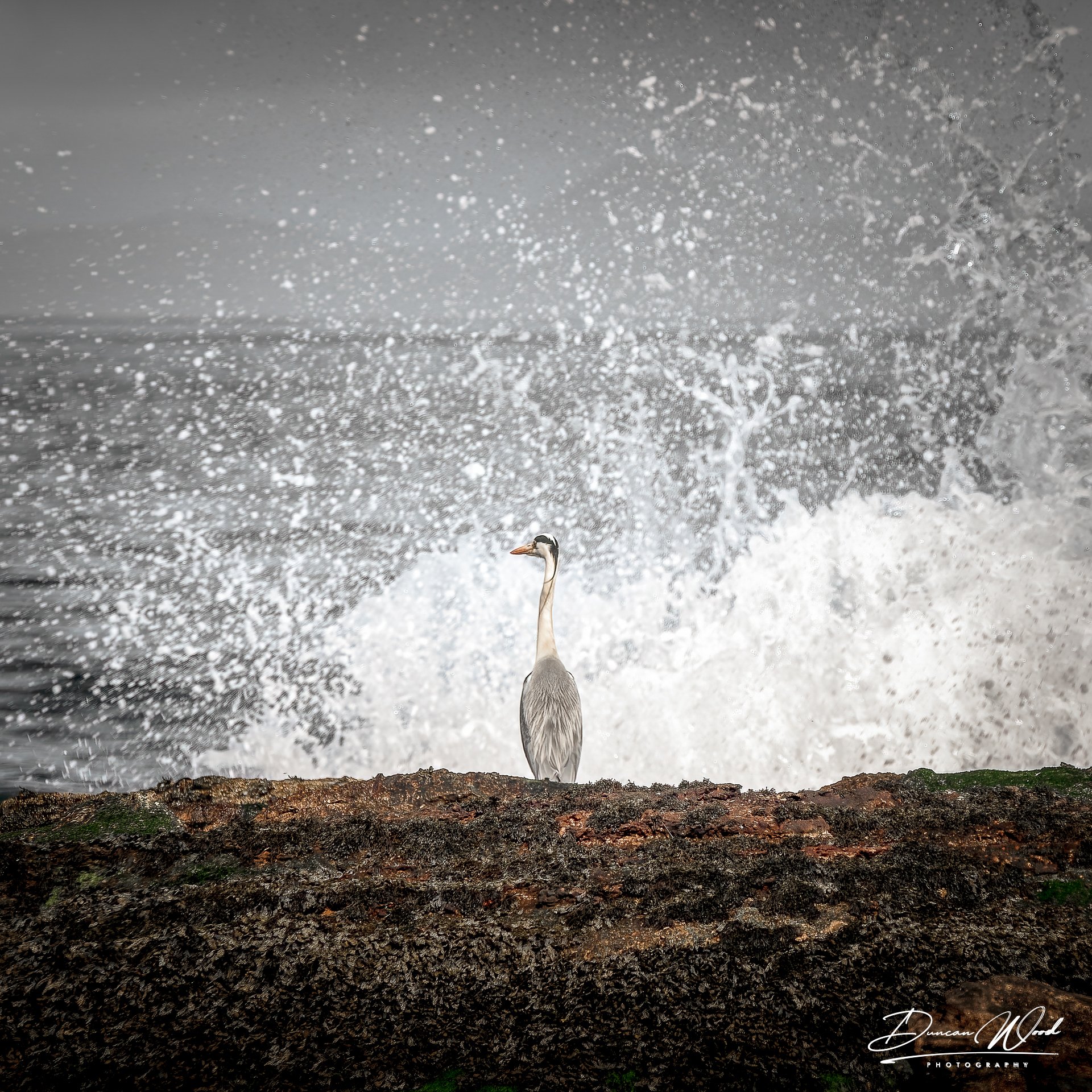 _A732923-ARW_DxO_DeepPRIMEXD-Edit-Edit-Edit.jpg