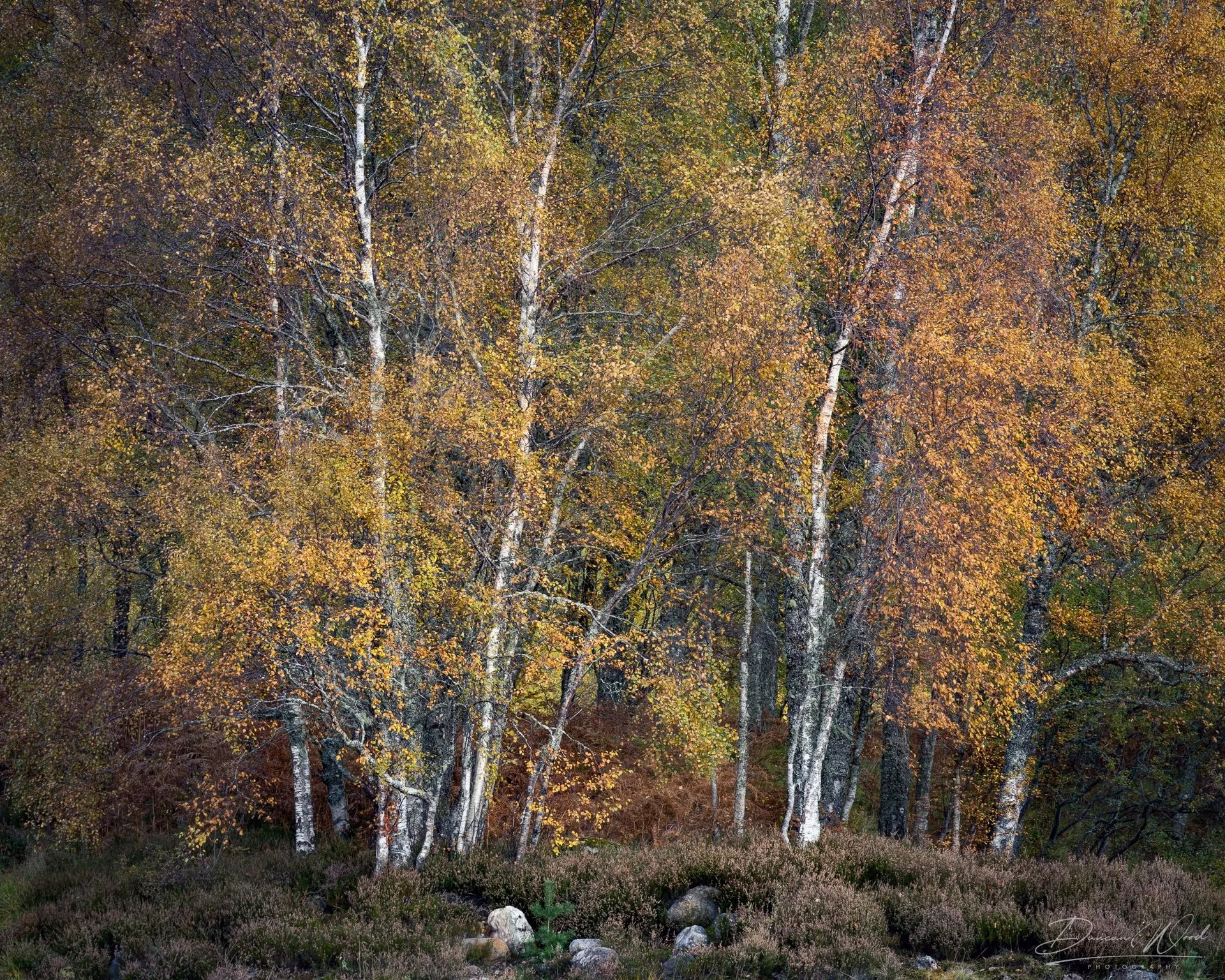 A grouping of tall, slender trees with white bark and yellow, orange, and green leaves in fall, standing over a forest floor with rocks and shrubbery.
