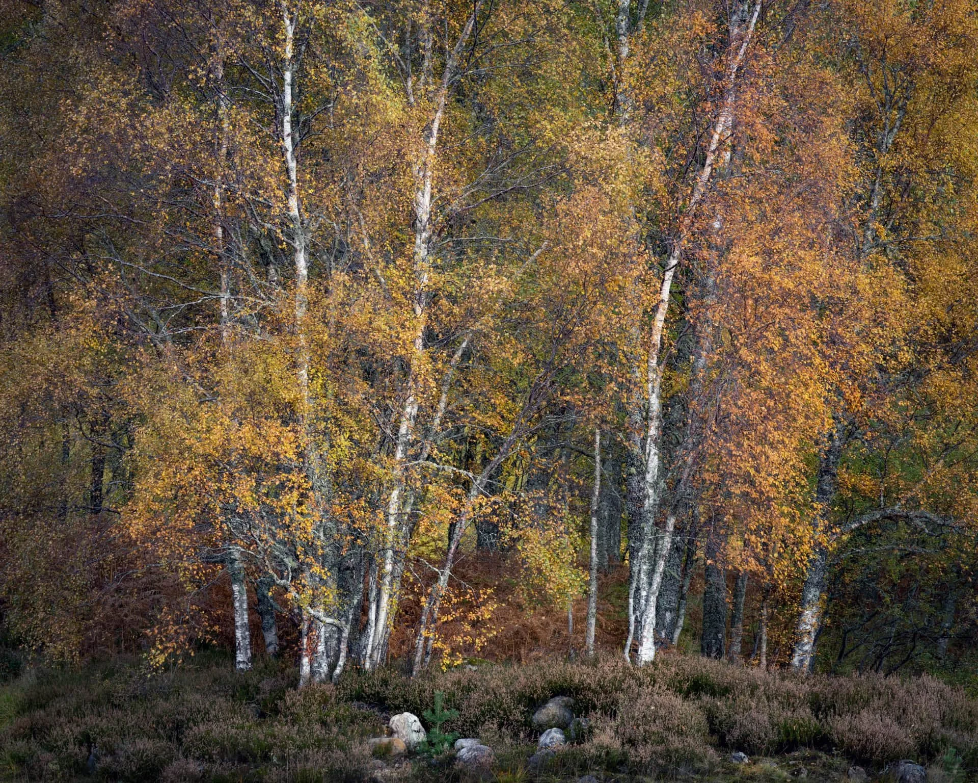 Scottish woodland scene with autumn birch trees showing structure, rhythm and visual order
