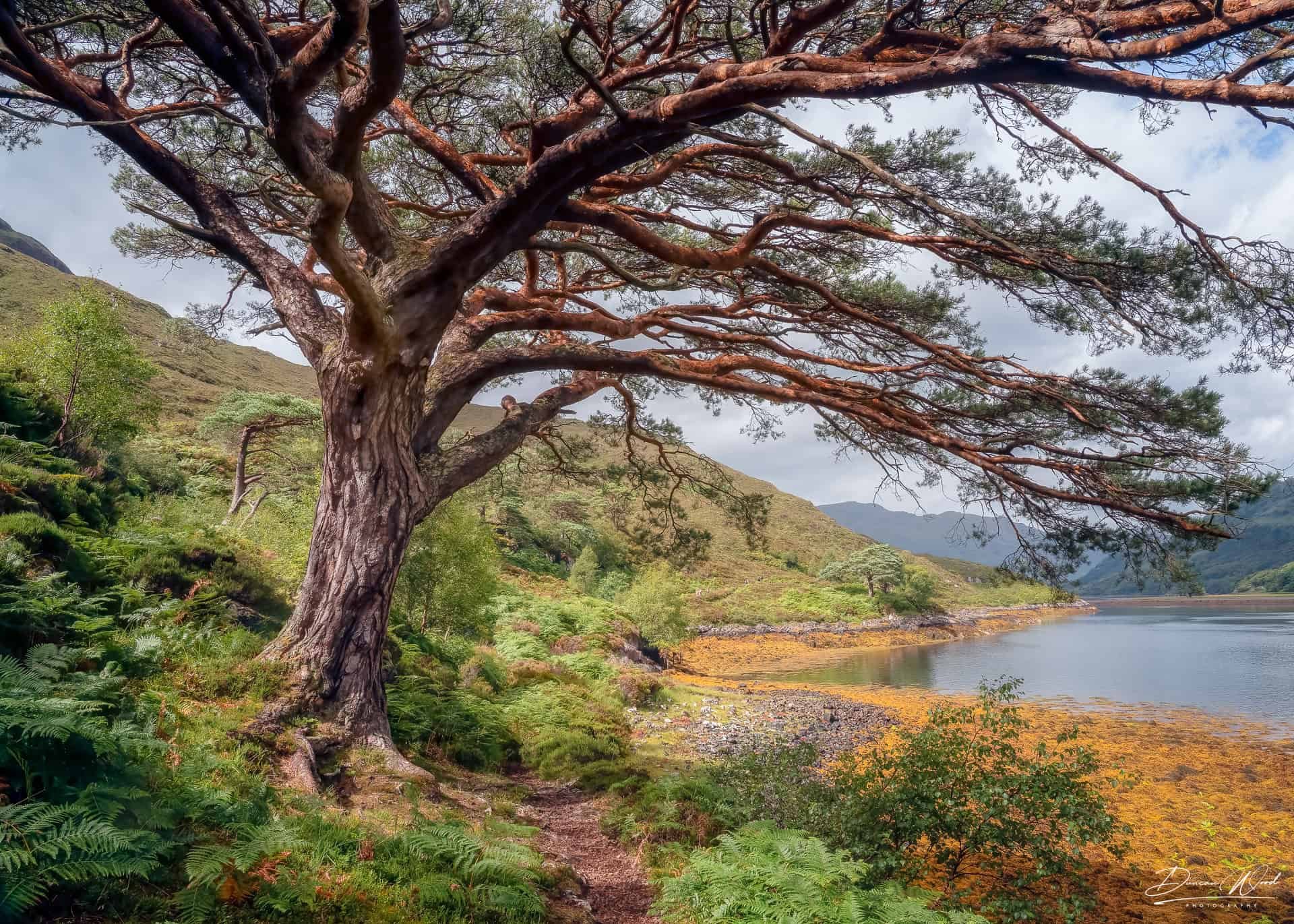 Coastal path in Knoydart, photographed by Duncan Wood in Scotland. Scottish landscape photography.