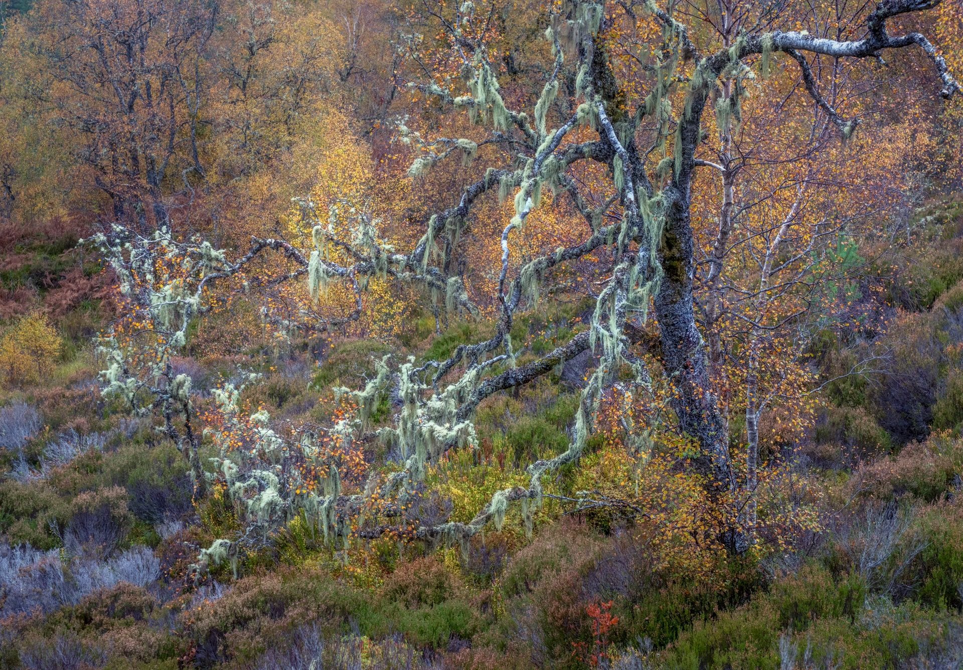 Ancient lichen-draped tree with autumn colour in Glen Affric woodland, Scotland.