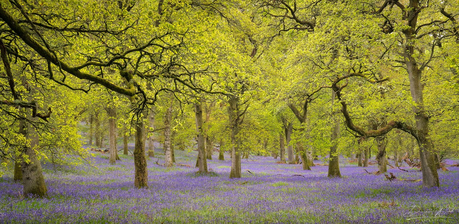 Spring bluebell woodland with fresh green trees, promoting a seasonal woodland photography workshop in Scotland.