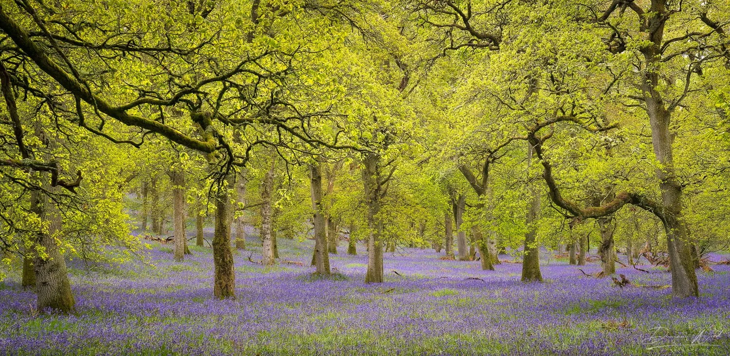 Spring woodland in Scotland with bluebells and trees composed to reduce bright sky and simplify the scene