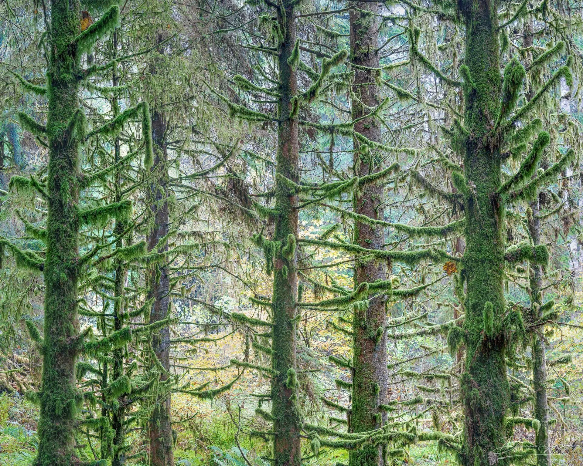 Autumn woodland in Scotland used to introduce Scottish woodland photography workshops