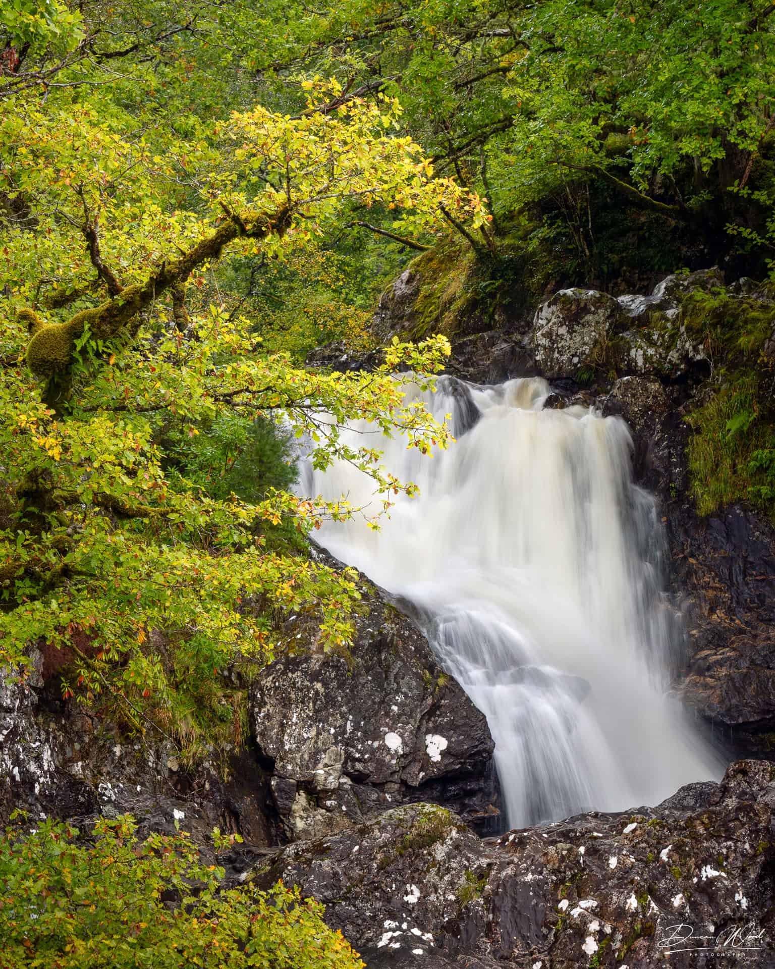 Waterfall and mossy tree in Scottish rainforest, photographed by Duncan Wood. Scottish landscape photography.