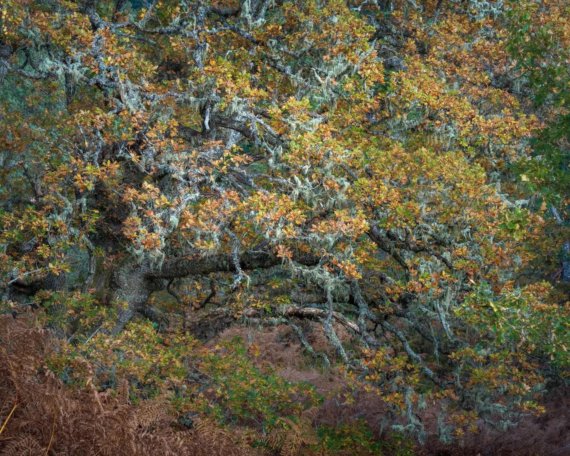 Ancient lichen-covered oak in autumn woodland at Glen Affric, Scotland.