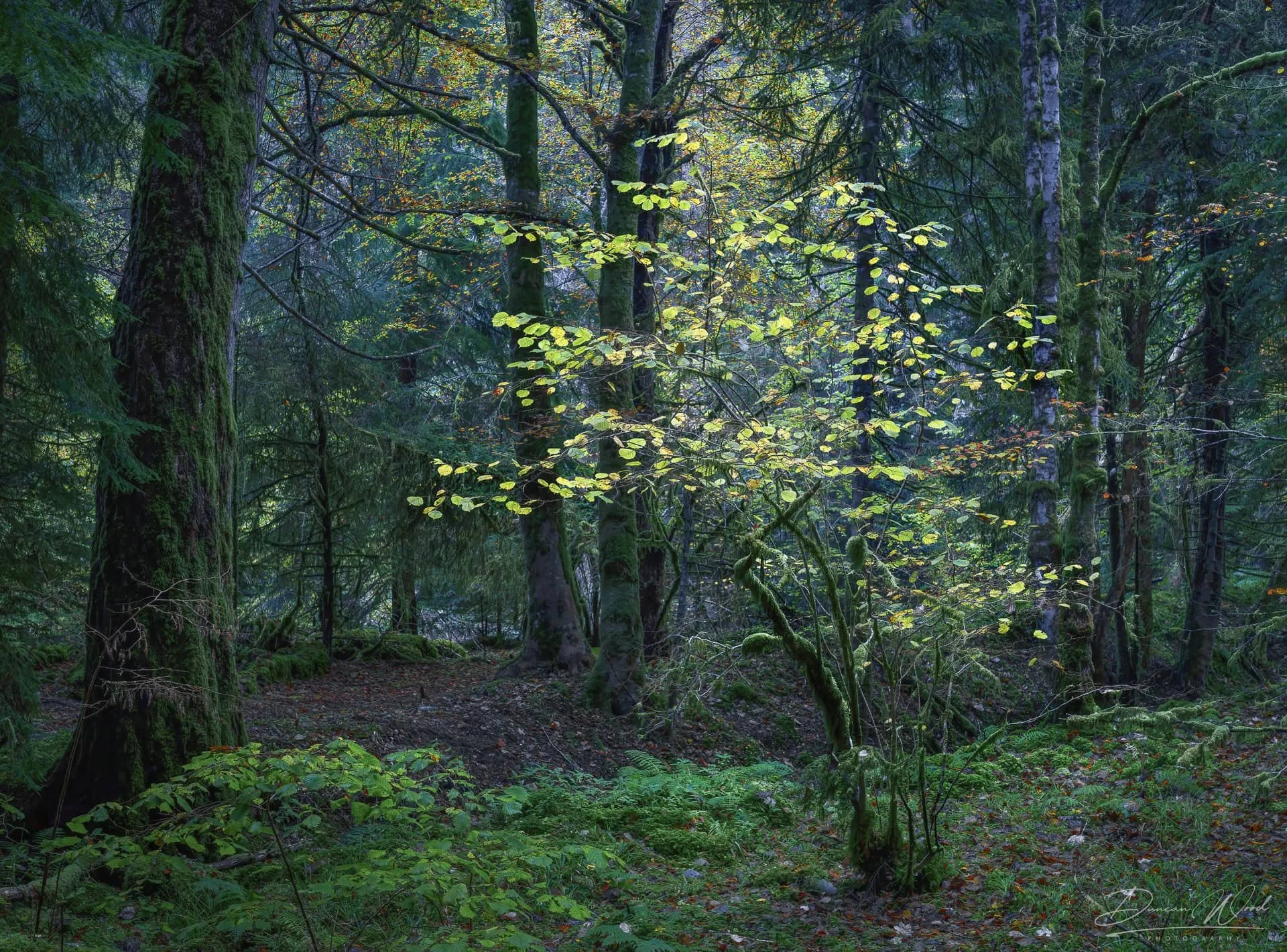 A dense, lush forest scene with moss-covered trees and green foliage, with soft light filtering through the canopy.